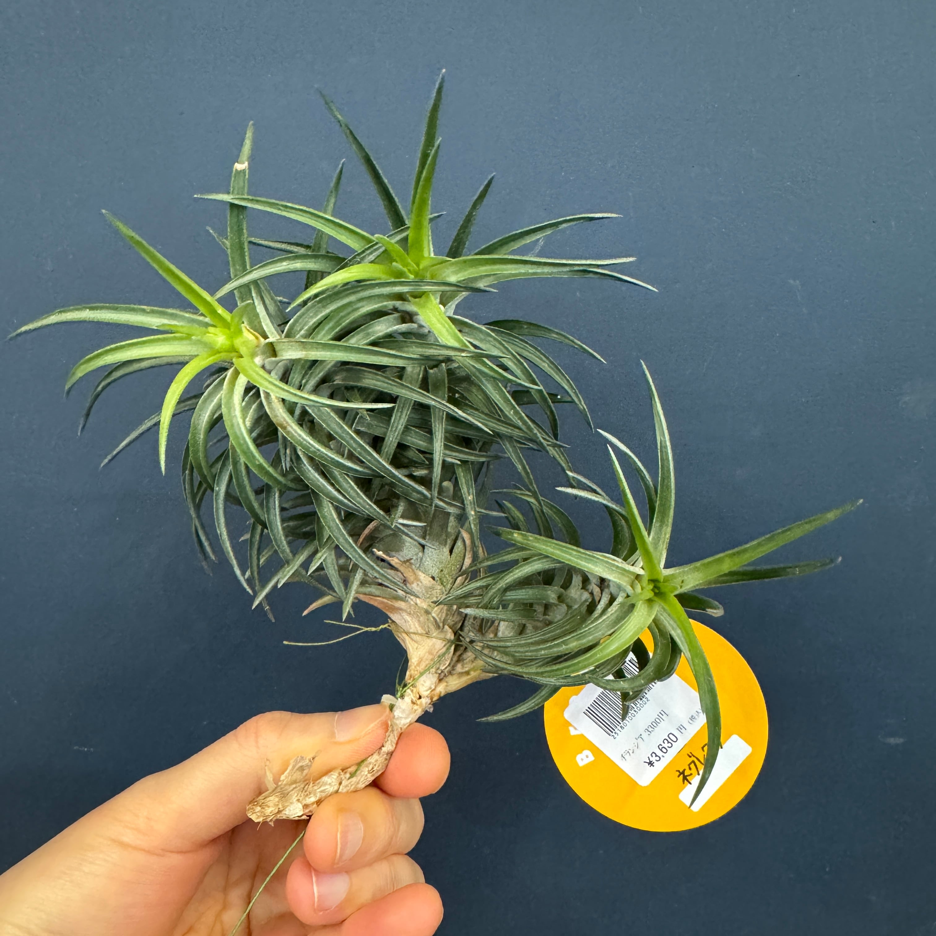 着生植物 | PROTOLEAF プロトリーフ