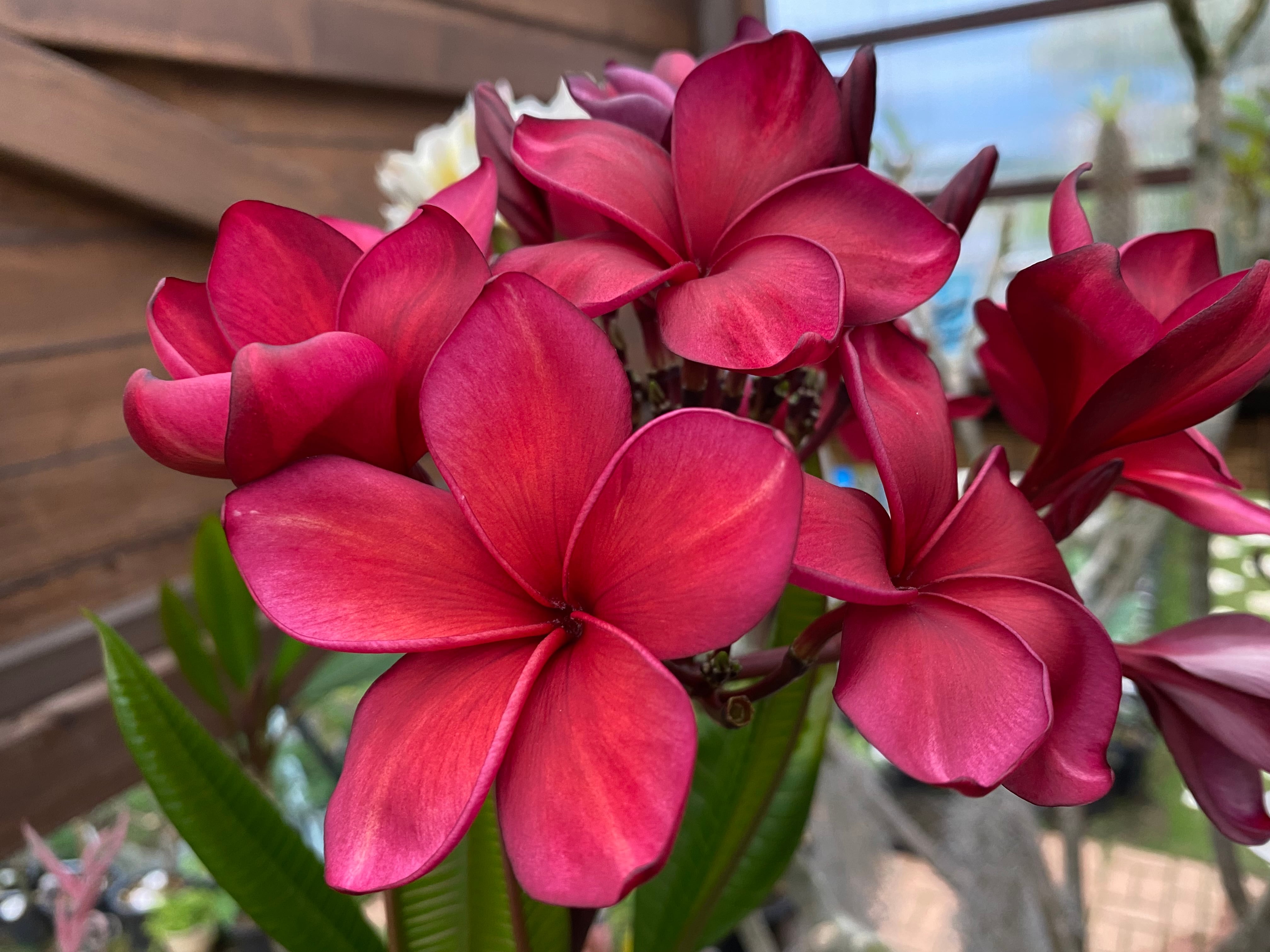 MOANI Flower Garden