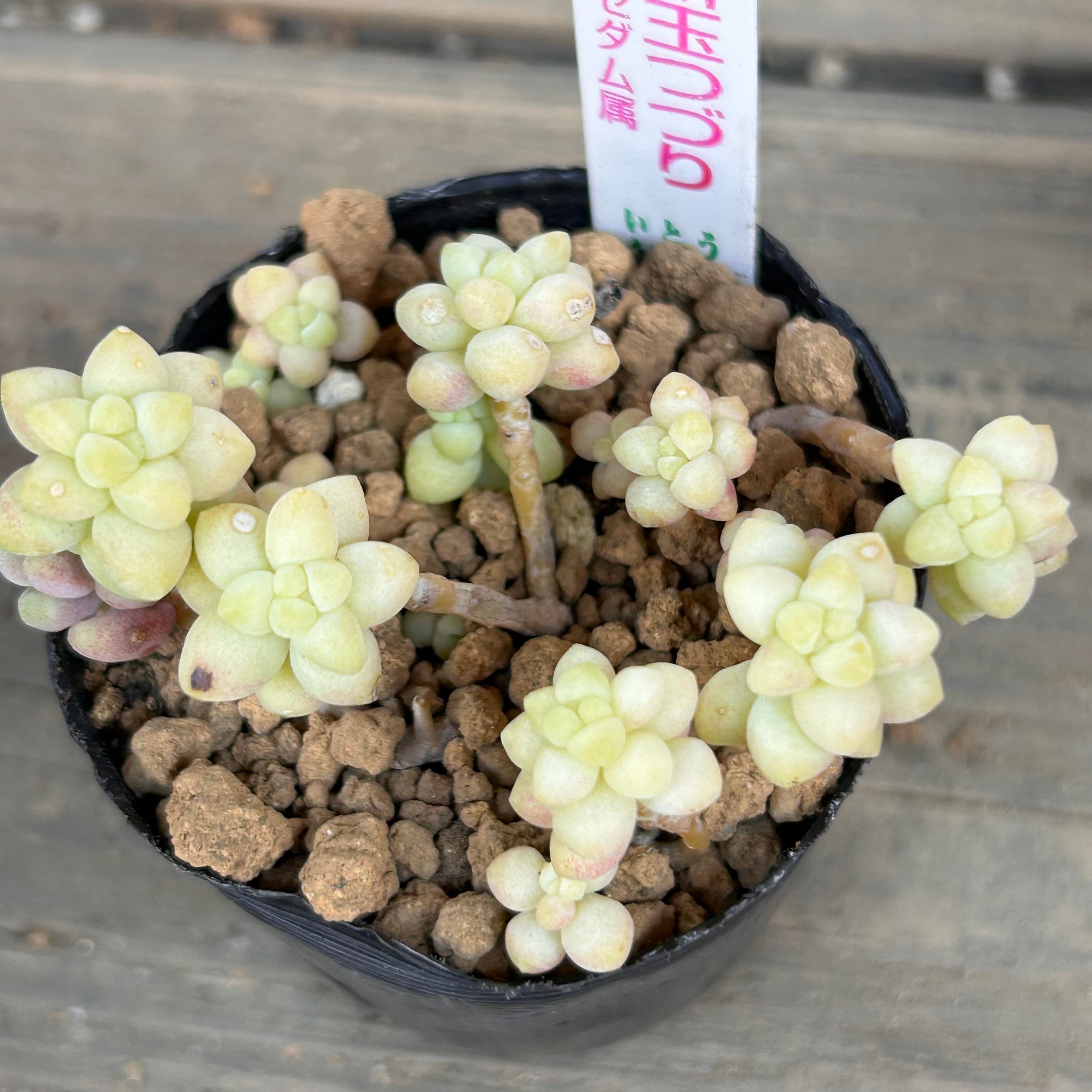 新玉つづり | RuPo 多肉植物専門店