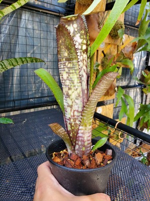 Billbergia berry blast【artPLANTs】 ビルベルギア/タンクブロメリア