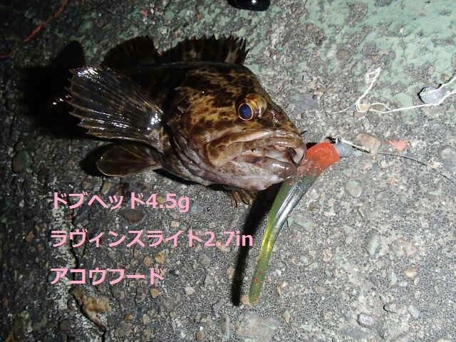 ジャックナカムラワーム ラヴィンスライド2.7in ケイムラカラー