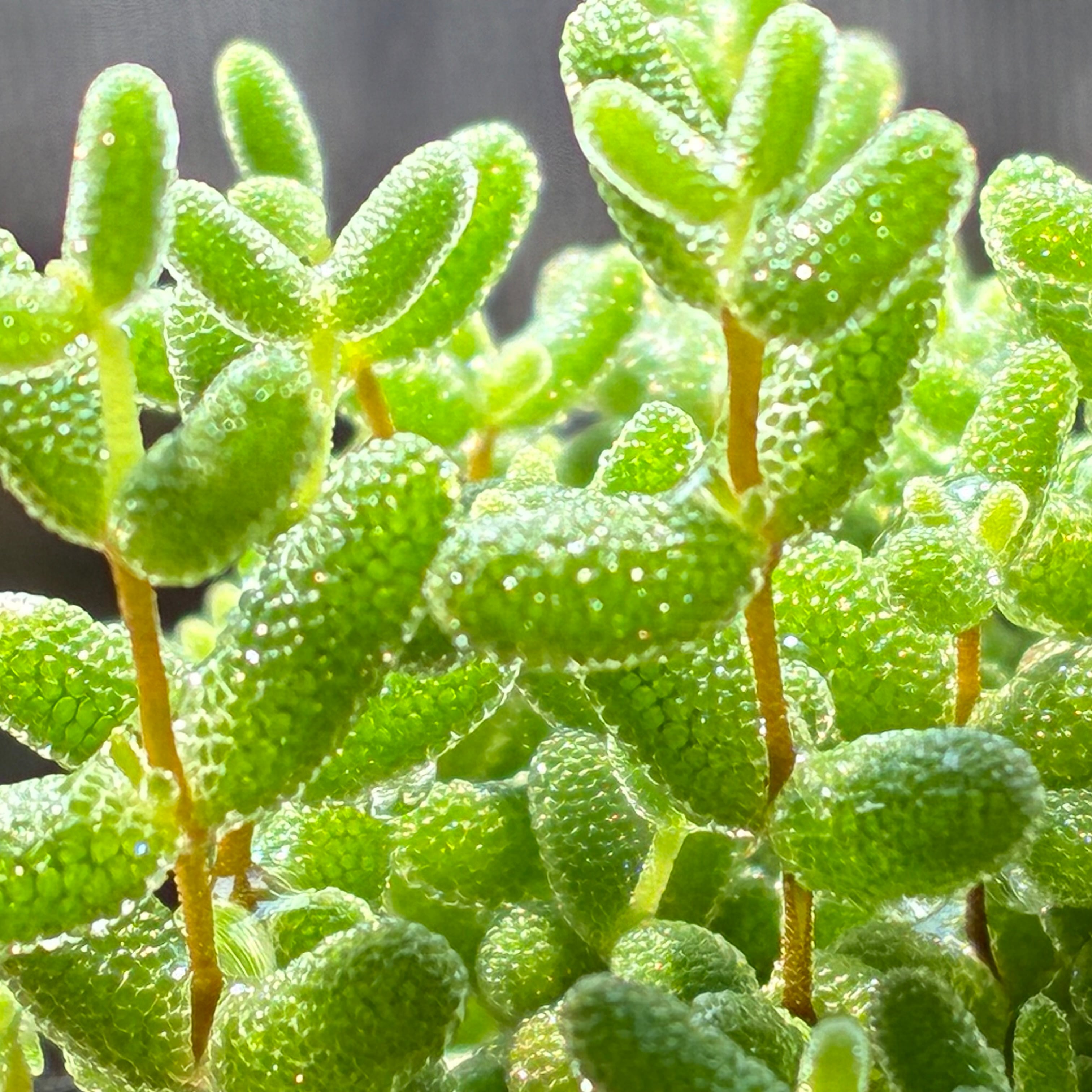 ハオルチア 三仙寿錦 | mocono_plants
