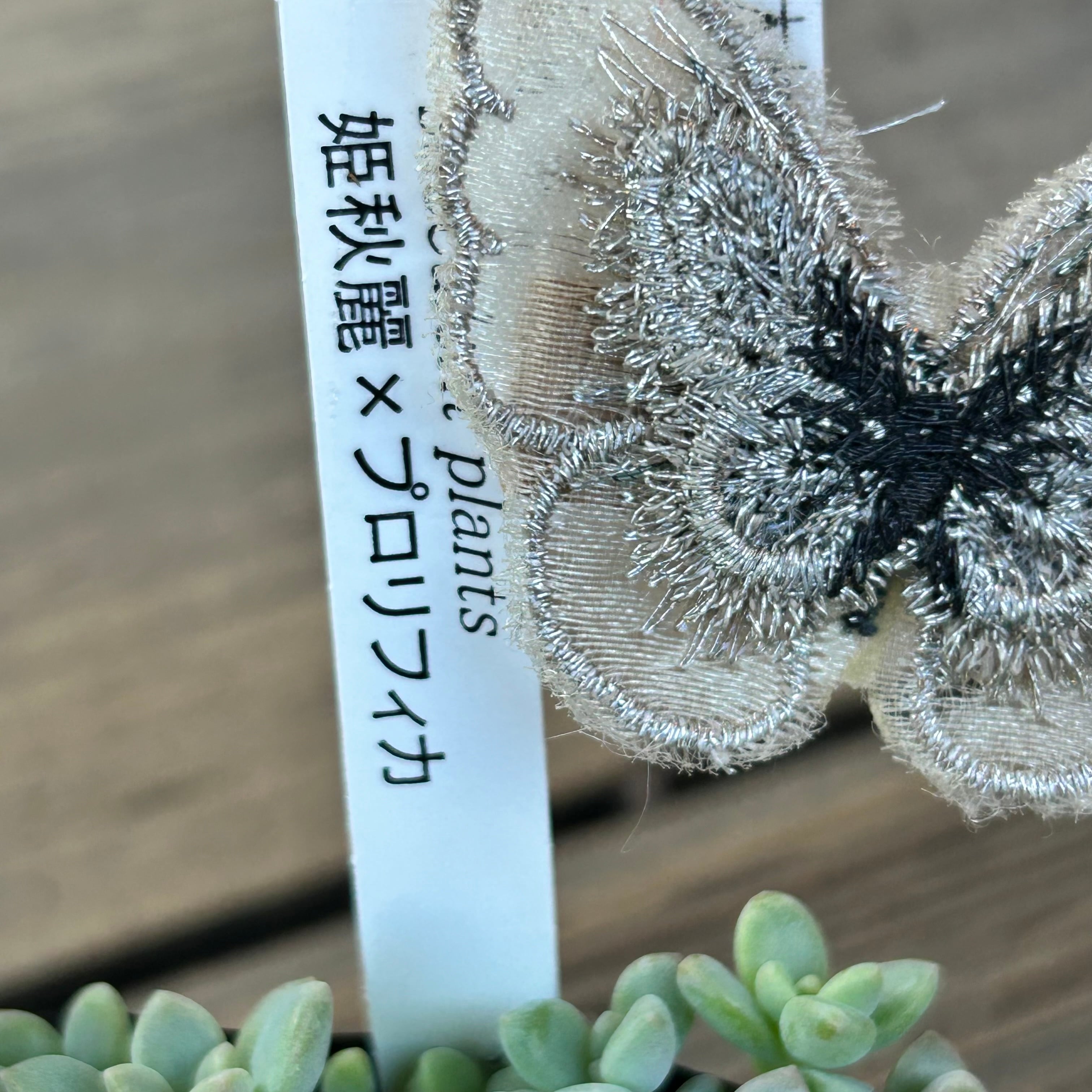 姫秋麗×プロリフィカ(匠園芸 | RuPo 多肉植物専門店