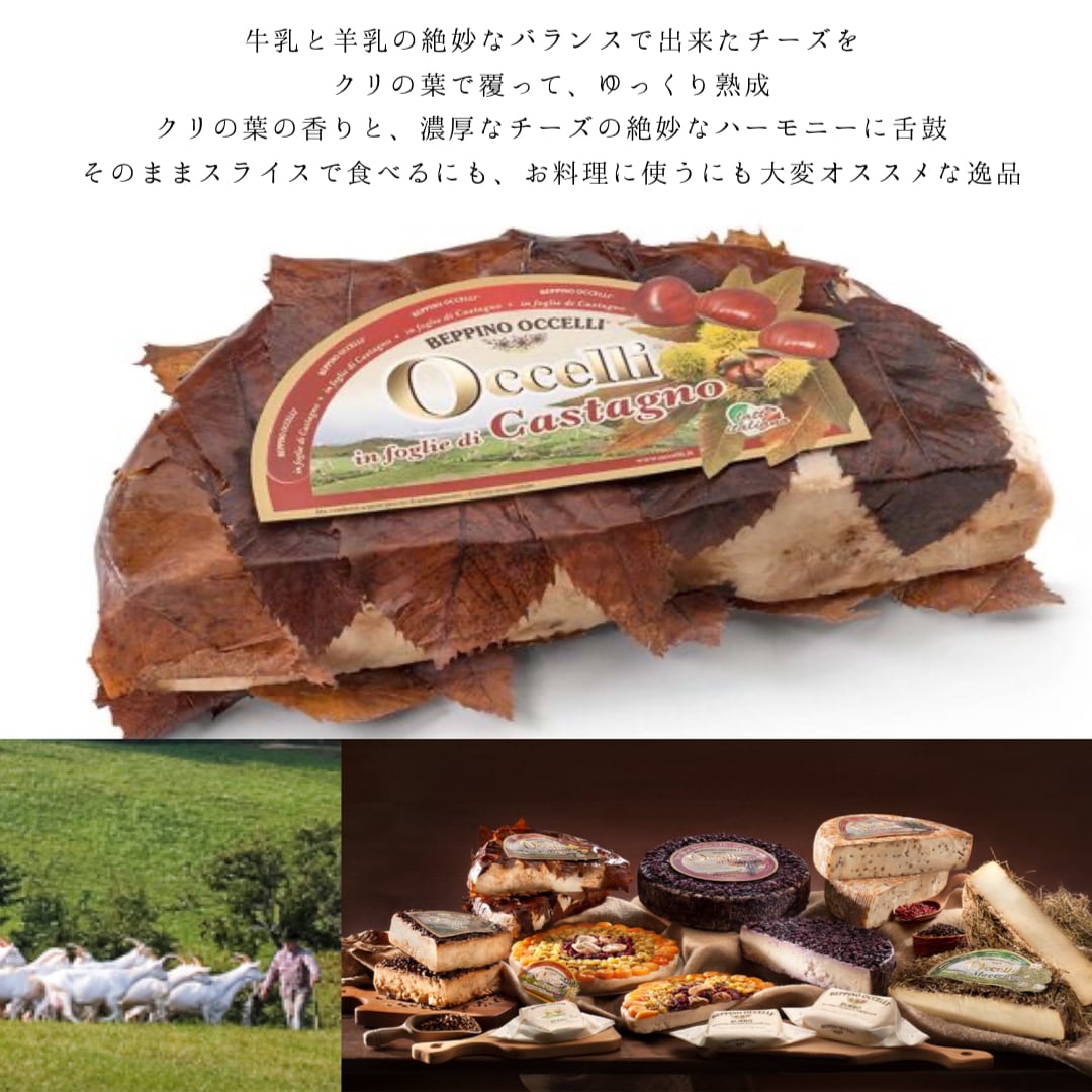 パピリオ・ホスピトン（1メス・イタリア） 【公式通販】