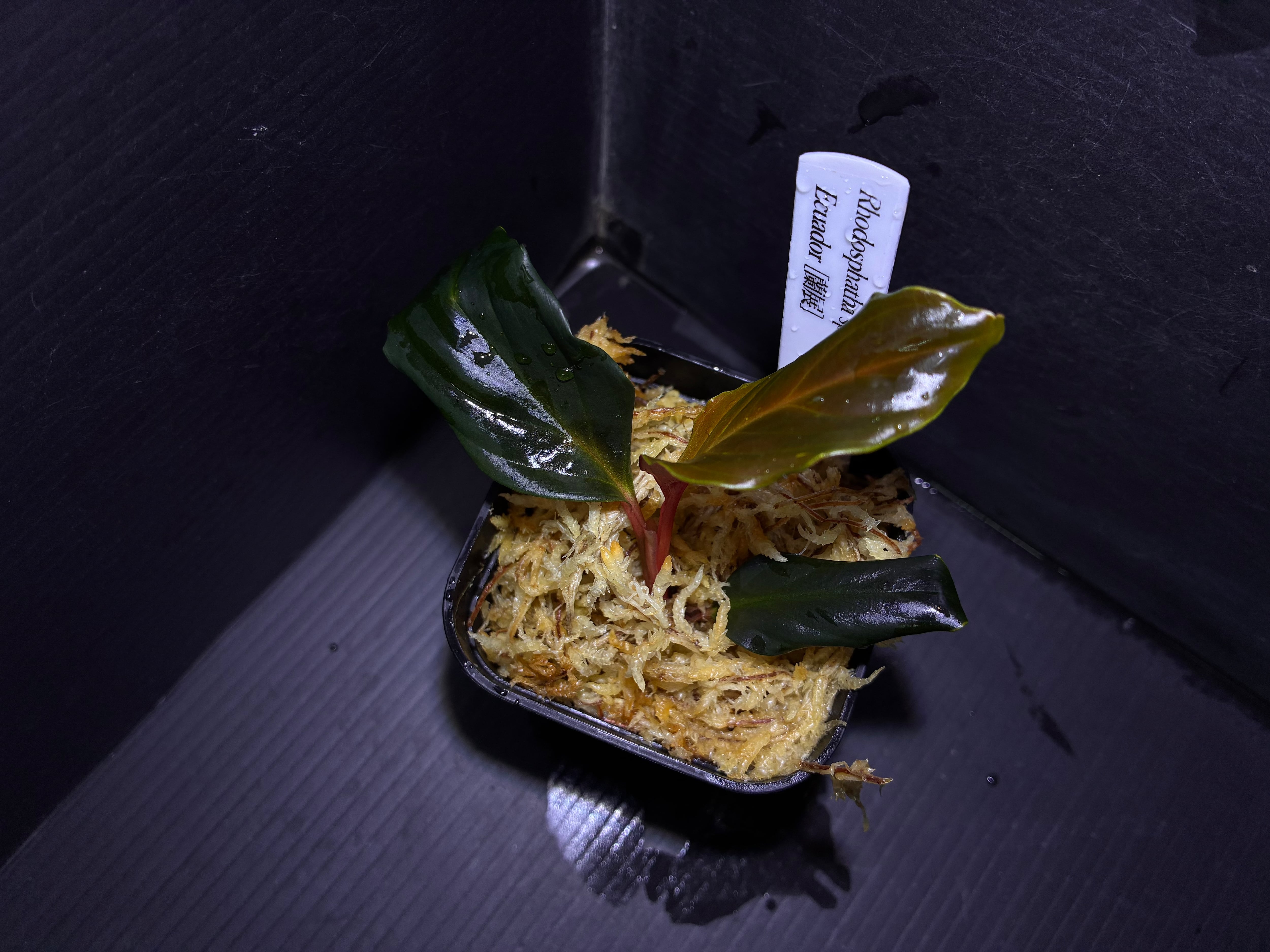 Biokimia(バイオキミア) ミズゴケ 5A ニュージーランド産 500g | AquaFocus