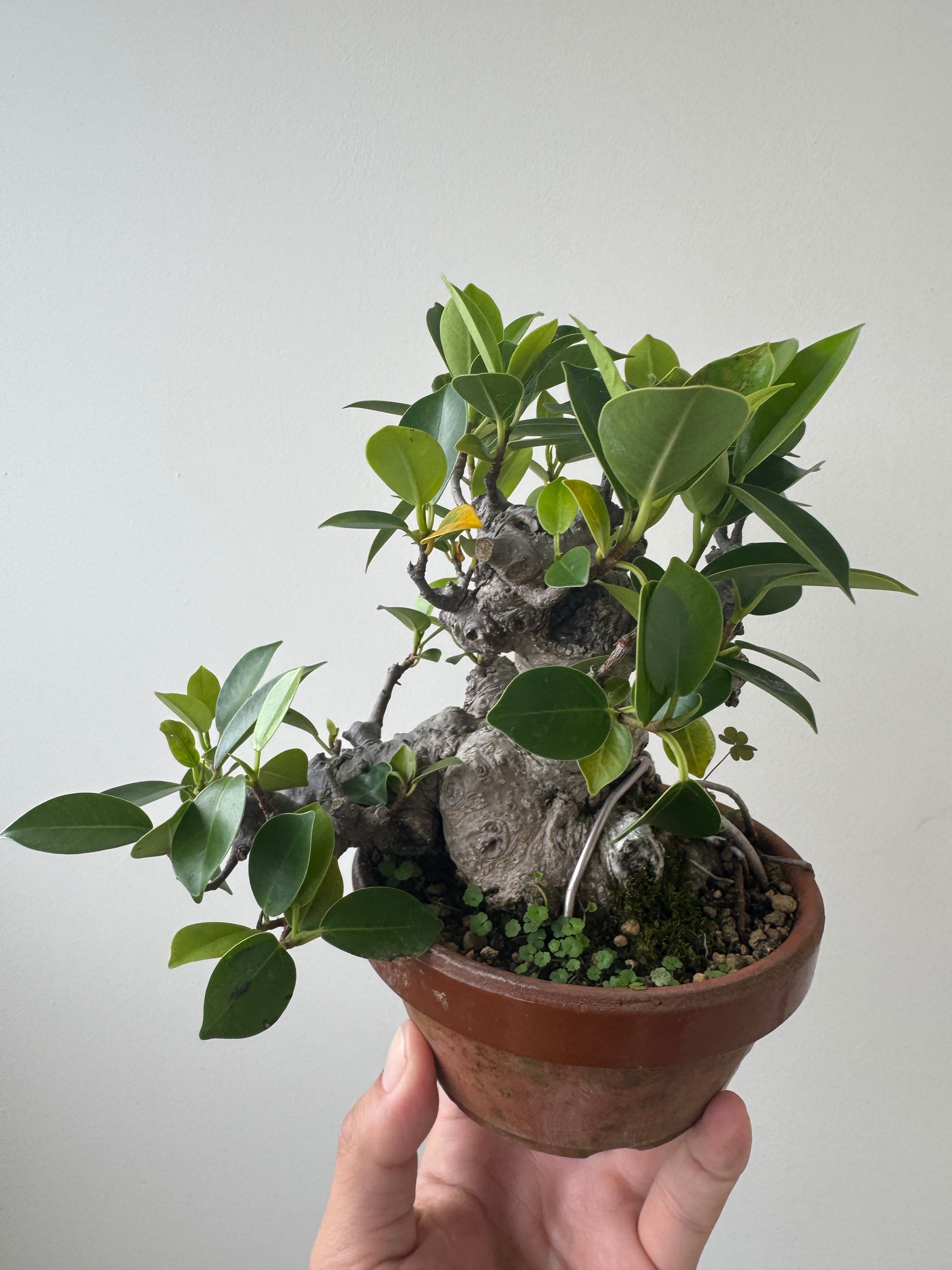 ガジュマル盆栽　琉球盆栽　入手困難　作家鉢 CATEGORY ガジュマル | 陶賊 -TOUZOKU- bonsai & pottery