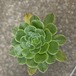 アエオニウム　カナリエンシス