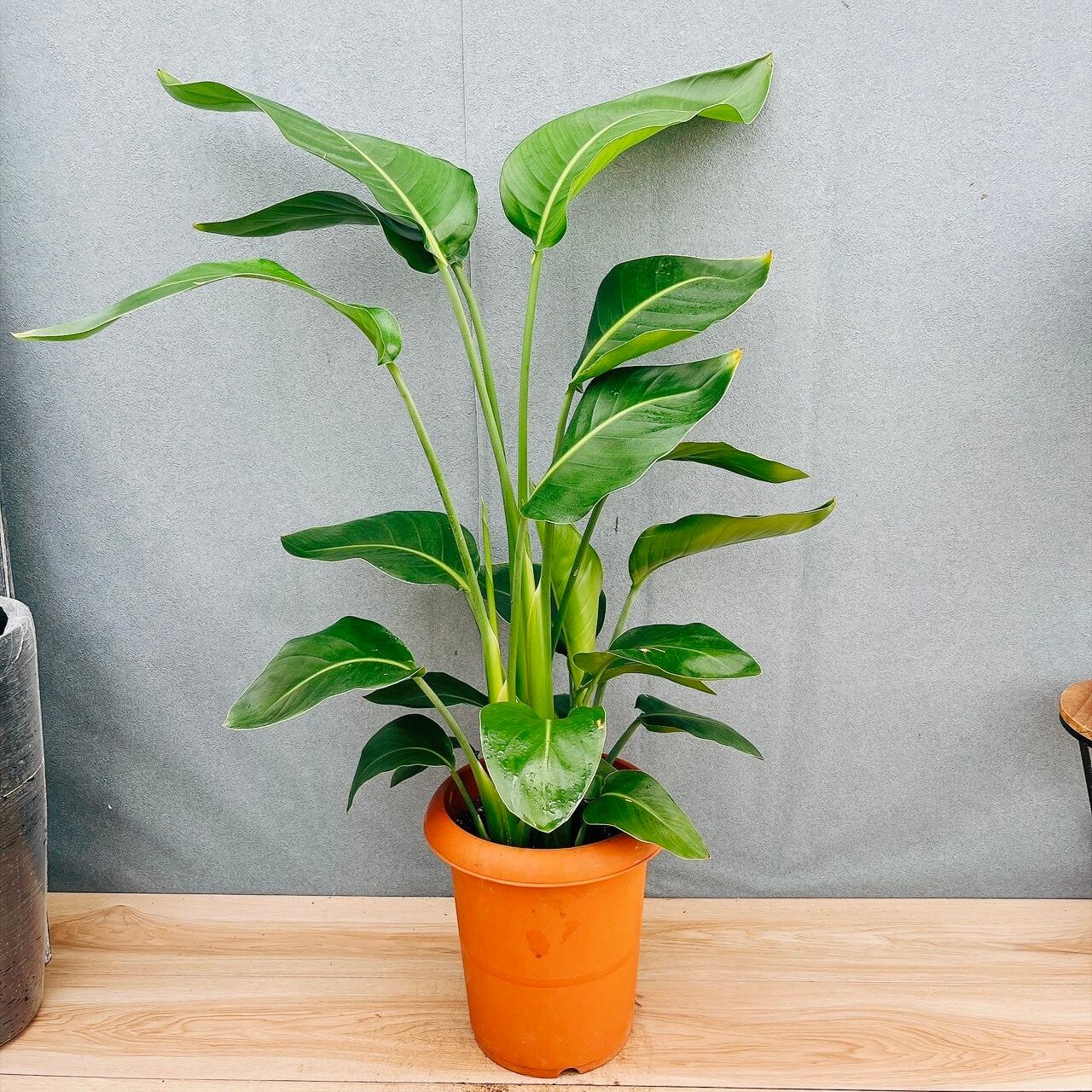 現品］10番 フィカス アルテシマ 8号 観葉植物 室内 大型 ゴムの木