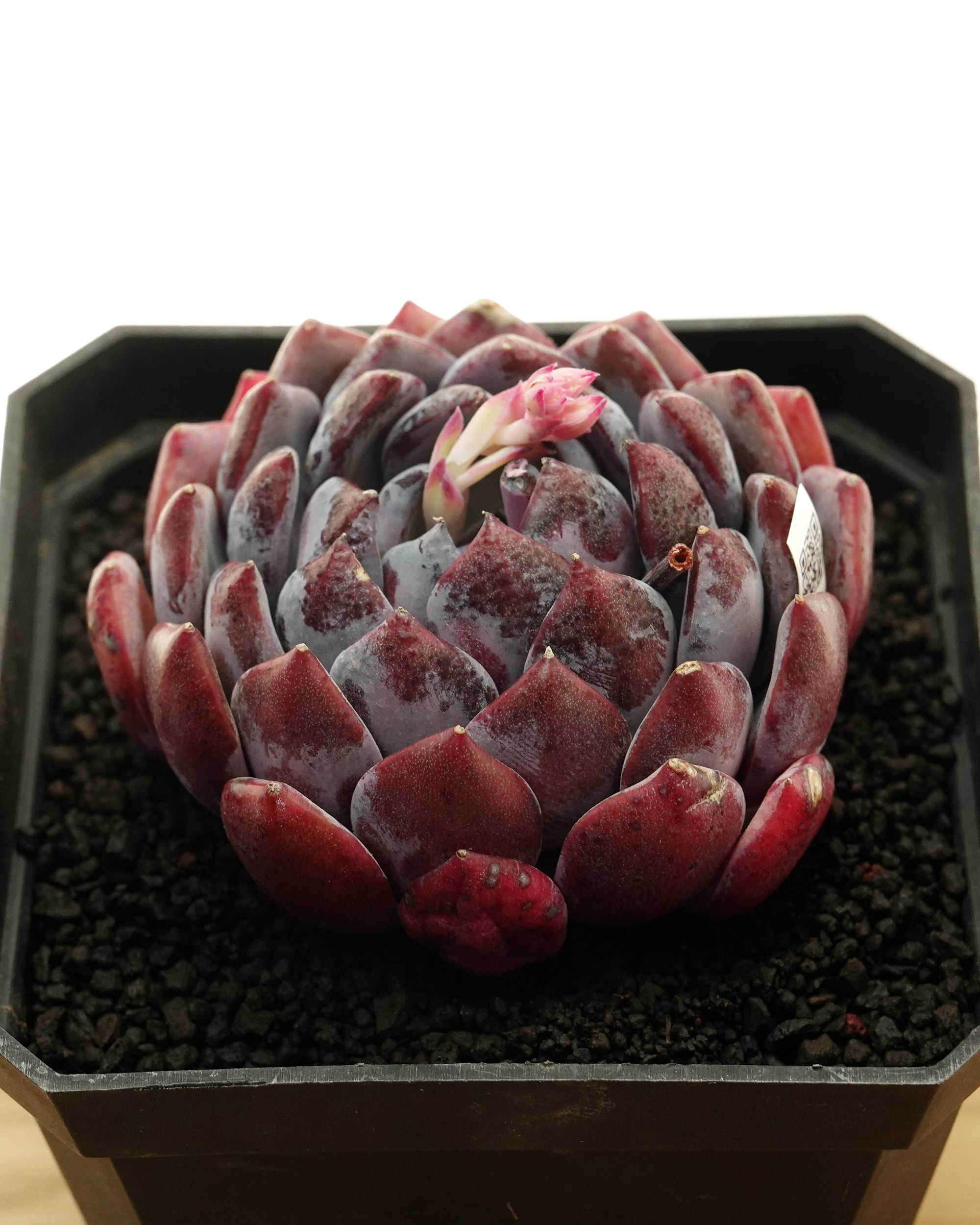 カット苗 玄涯子 【日本初上陸？！】 Echeveria 'Xuanyazi' | PUKUBOOK
