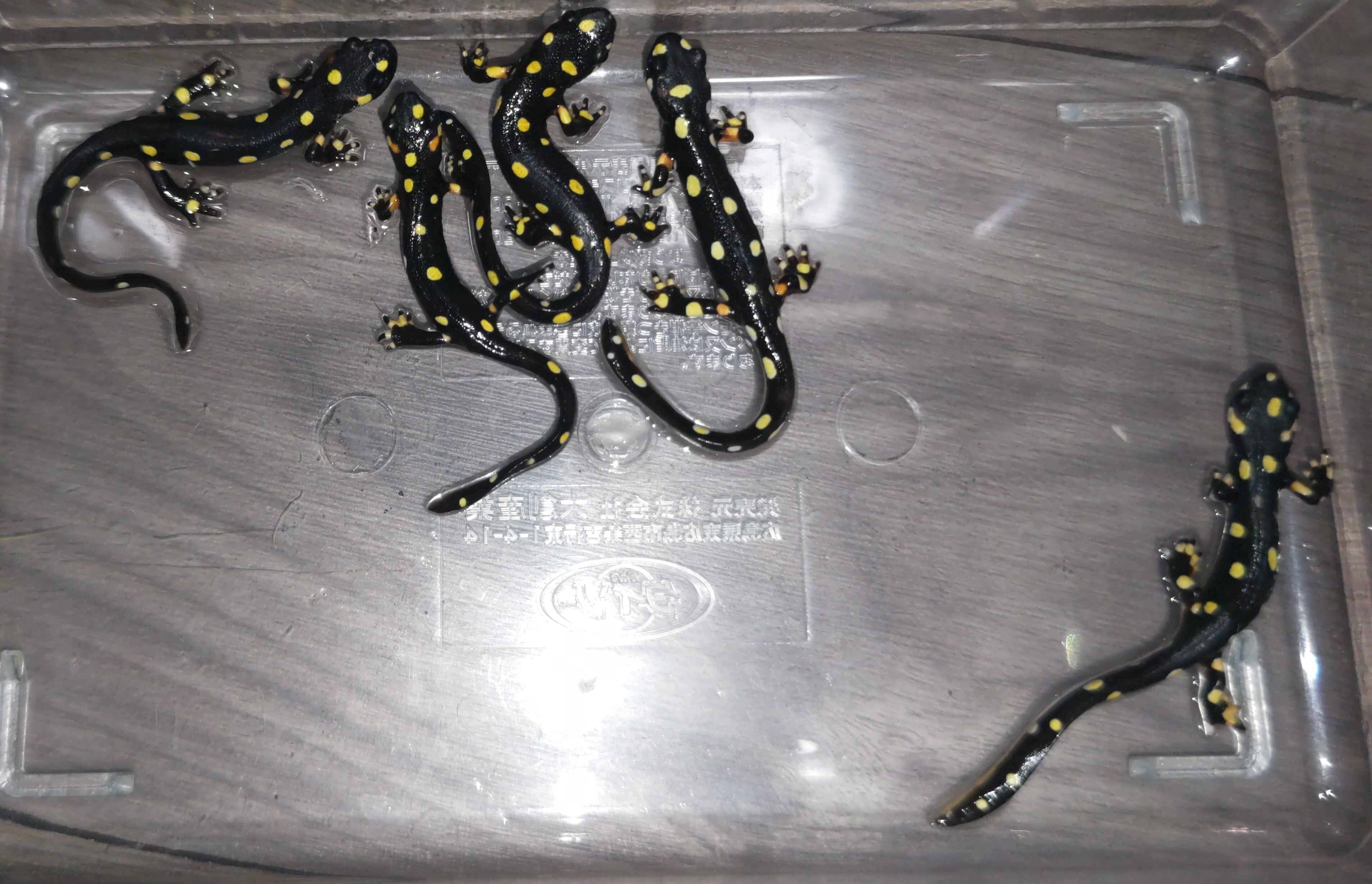 ストラウヒツエイモリイモリ2024CB