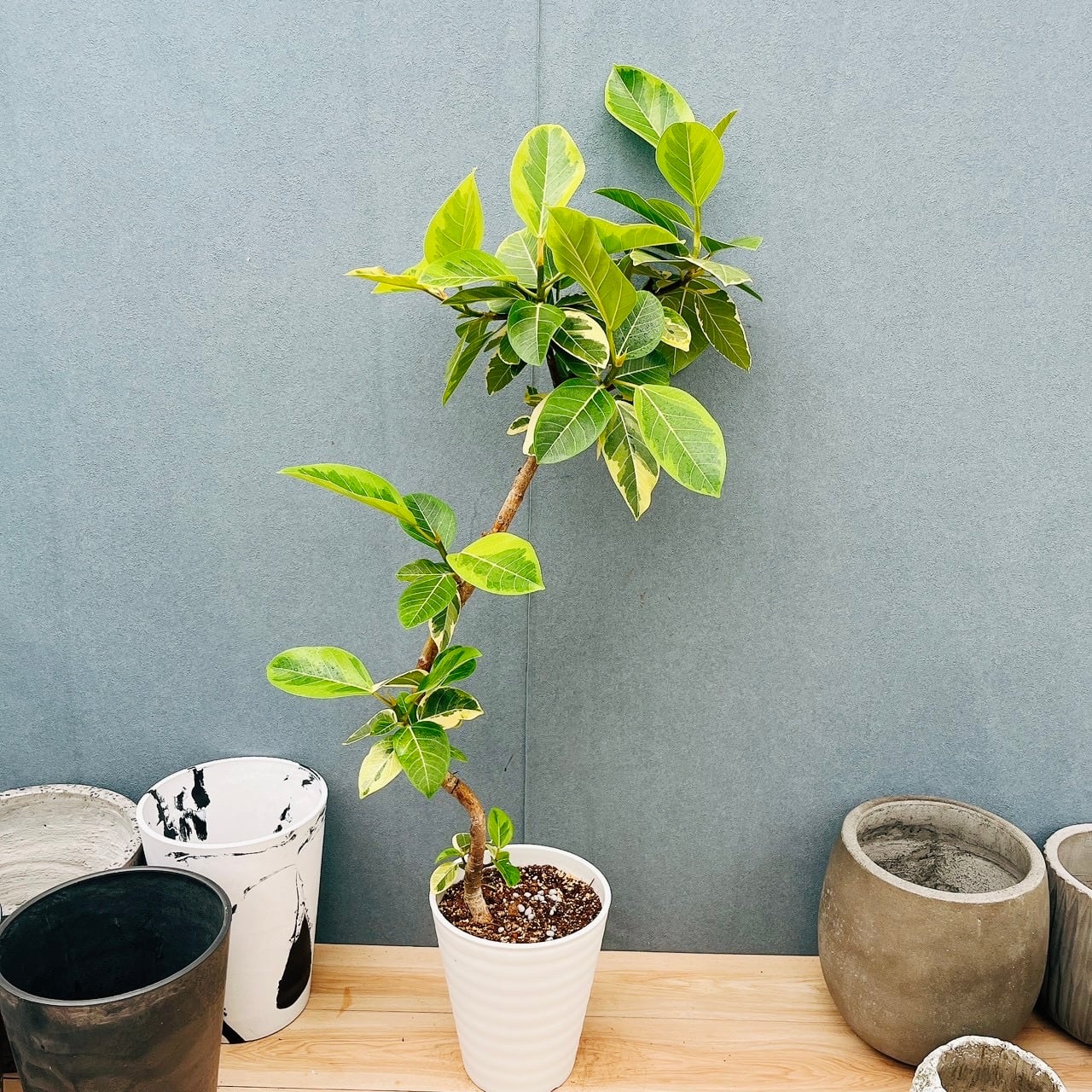 現品］3番 キンコウボク 7号 観葉植物 屋外 珍しい 金厚朴 香水 花