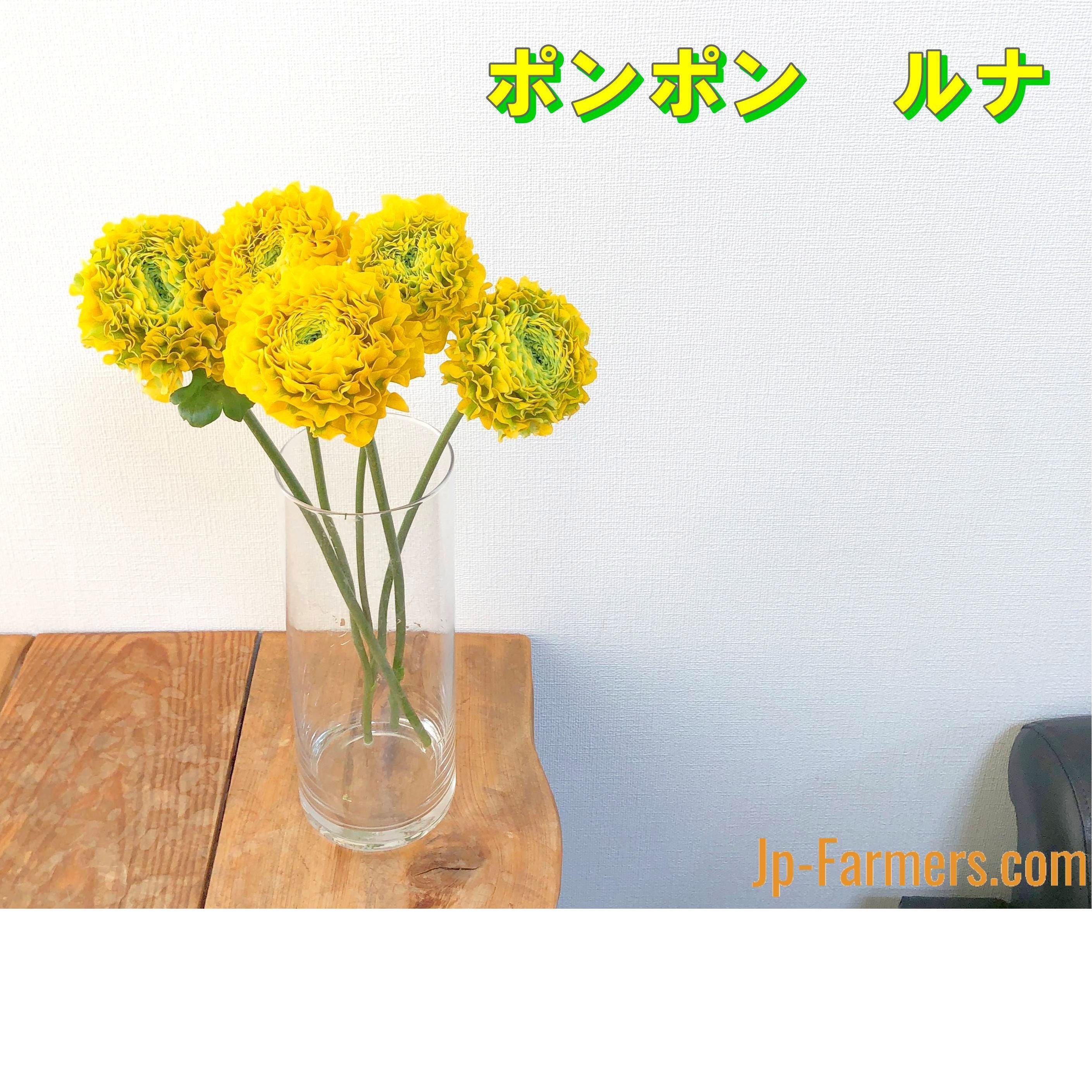 ポンポン咲きラナンキュラス ルナ 10本 Jp Farmers Com