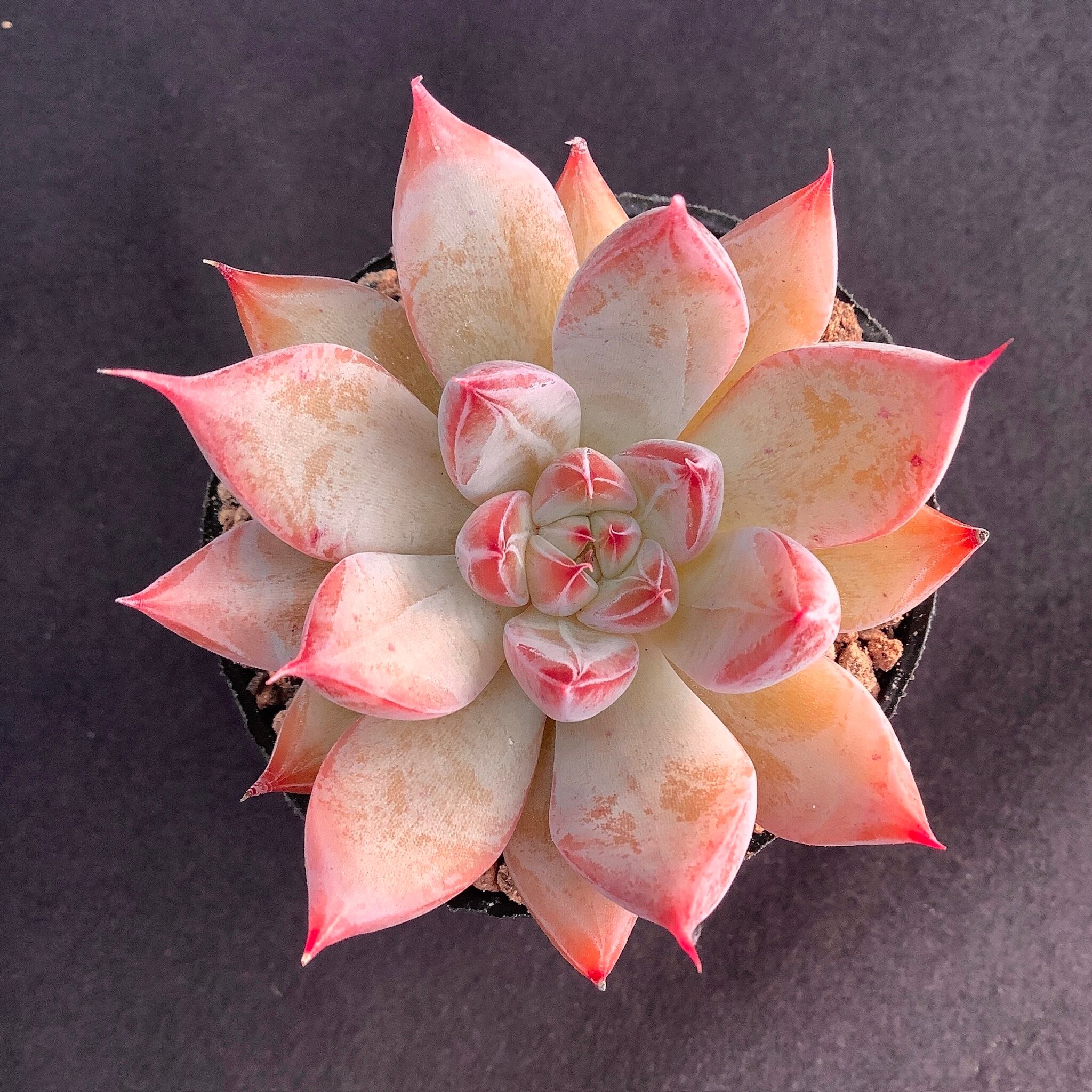 多肉アンさん苗✨リリス✕ラウイ❤️ 多肉アンさん苗✨リリス✕ラウイ❤️ 【公式通販】