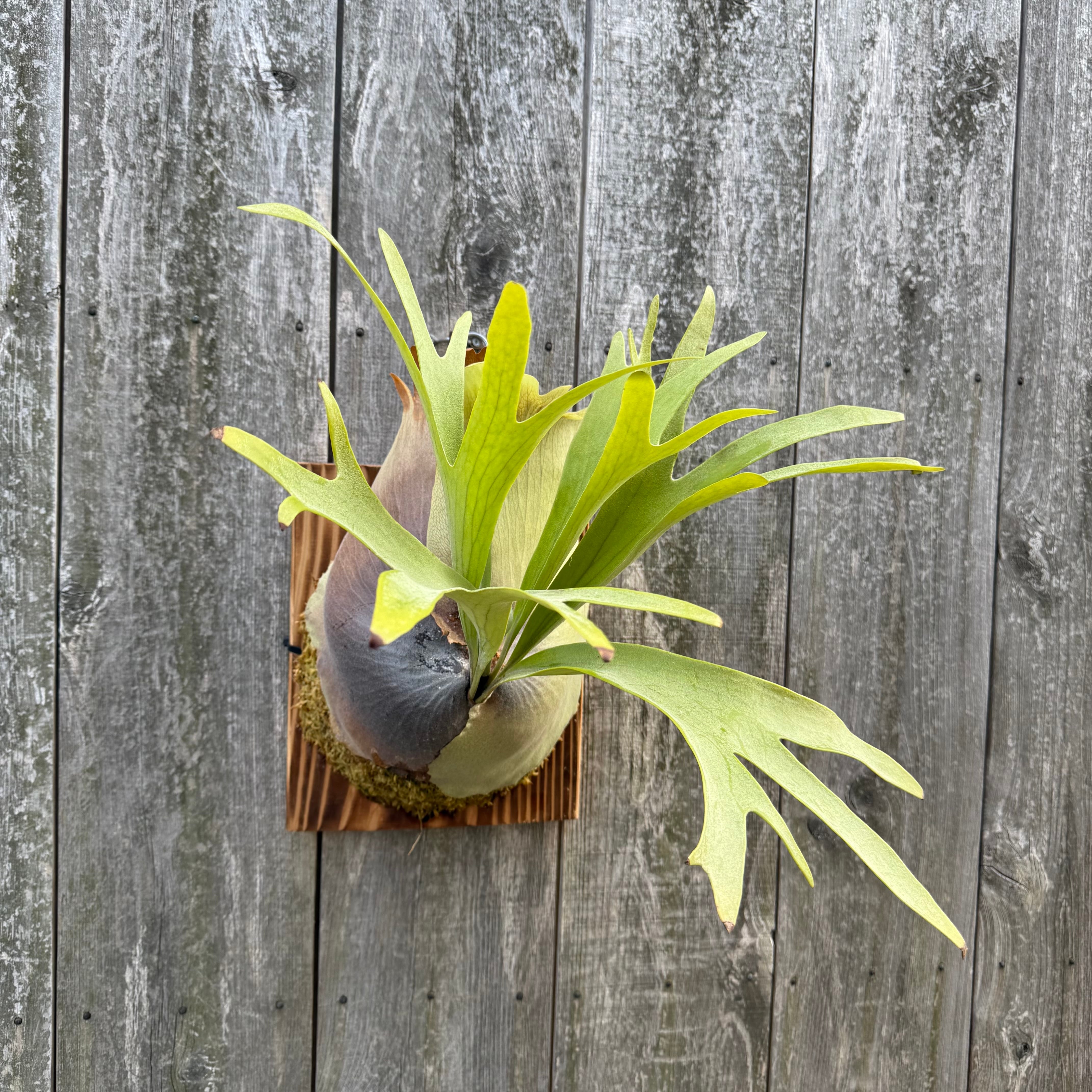 Platycerium bifurcatum Popcorn (pup) | naturefix