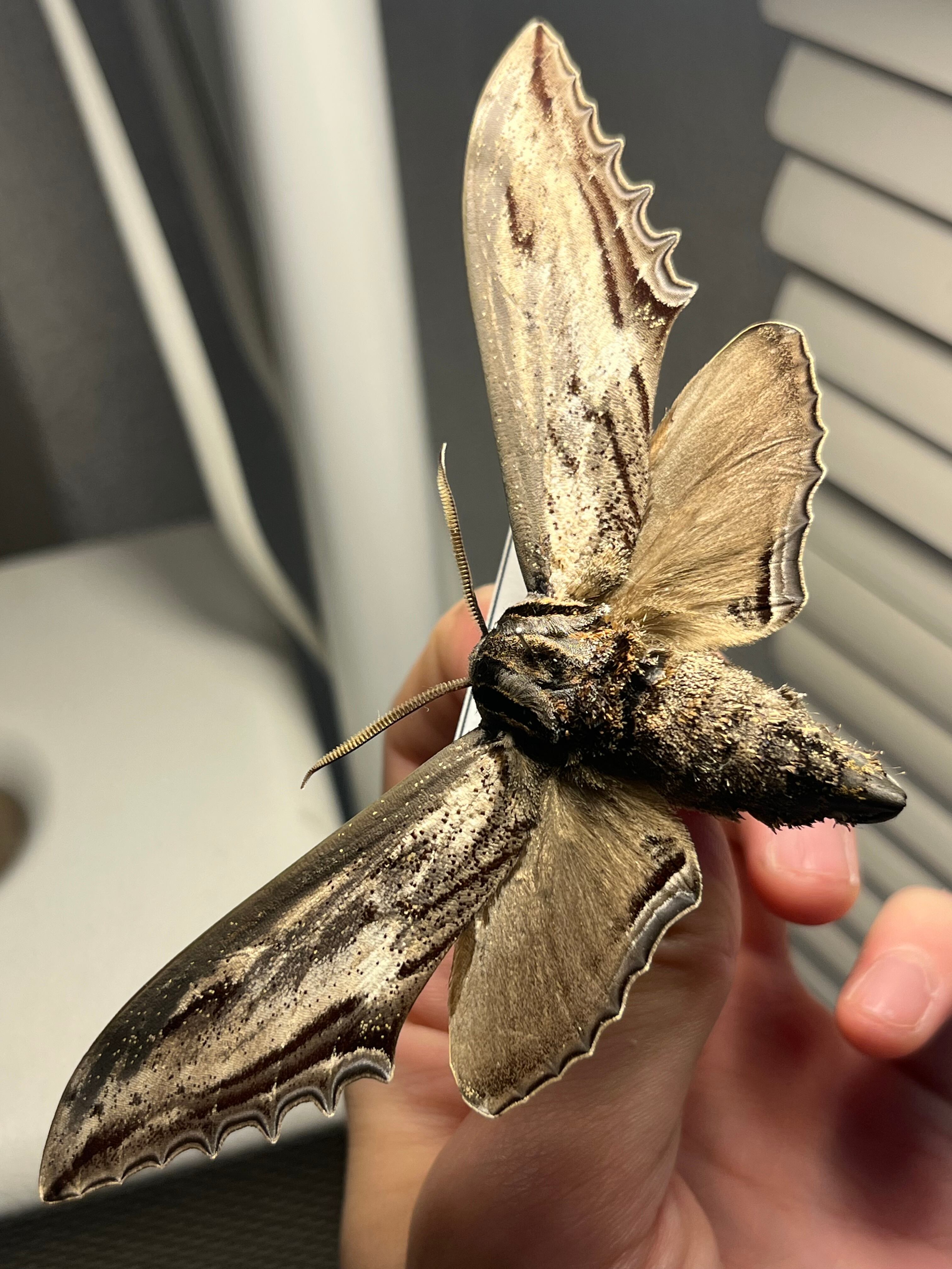 【85mm】アラゲオオウスバカミキリ 甲虫昆虫標本タランチュラムカデサソリ 85mm】アラゲオオウスバカミキリ 甲虫昆虫標本タランチュラムカデ