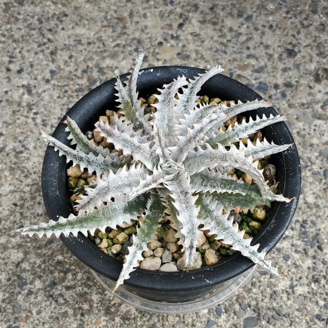 Dyckia（ディッキア） | レアプランツ通販サイトPlants Maniax