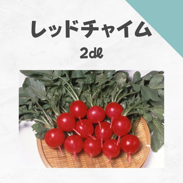 レッドチャイム　はつかダイコン種子・2dl