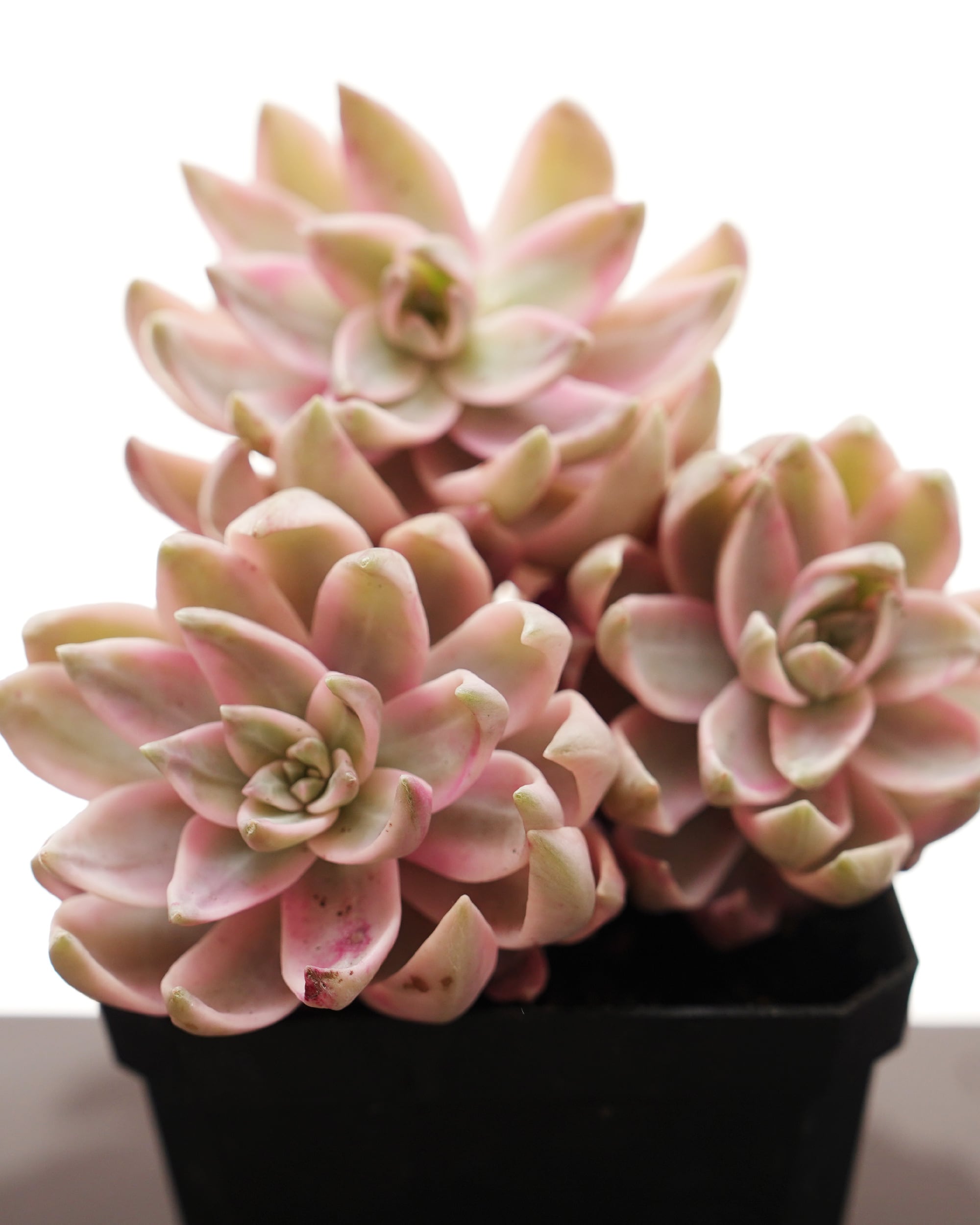 【激レア】エケベリア　ブラックピンク　ストライプ レア種・新品種 | PUKUBOOK SUCCULENTS