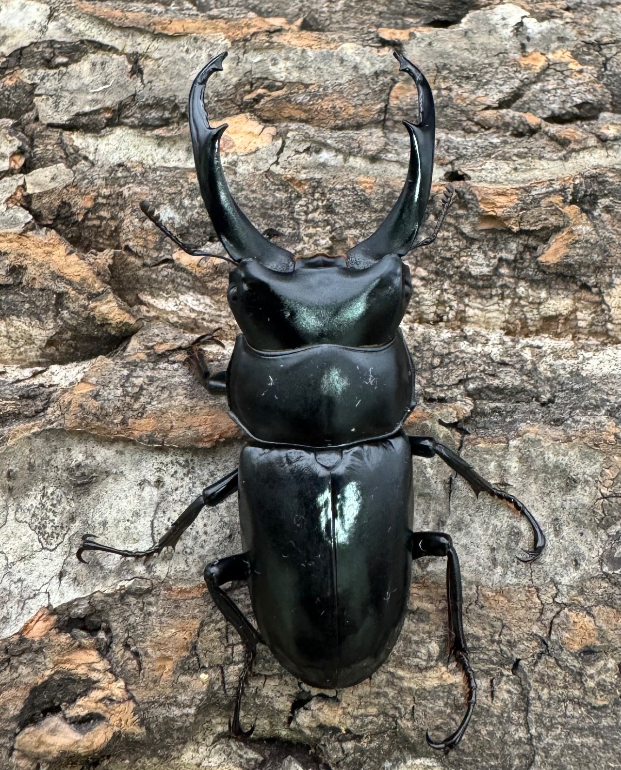 【WD】《ネパレンシス ssp. チベット産 61mm ♂♀♀トリオ》