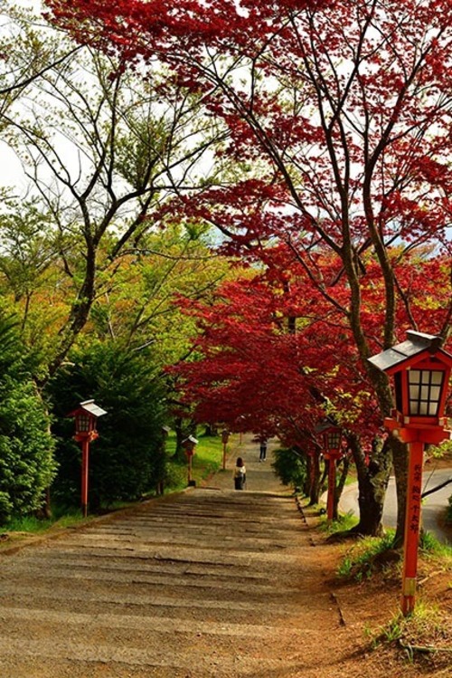 新倉山浅間公園の紅葉 01