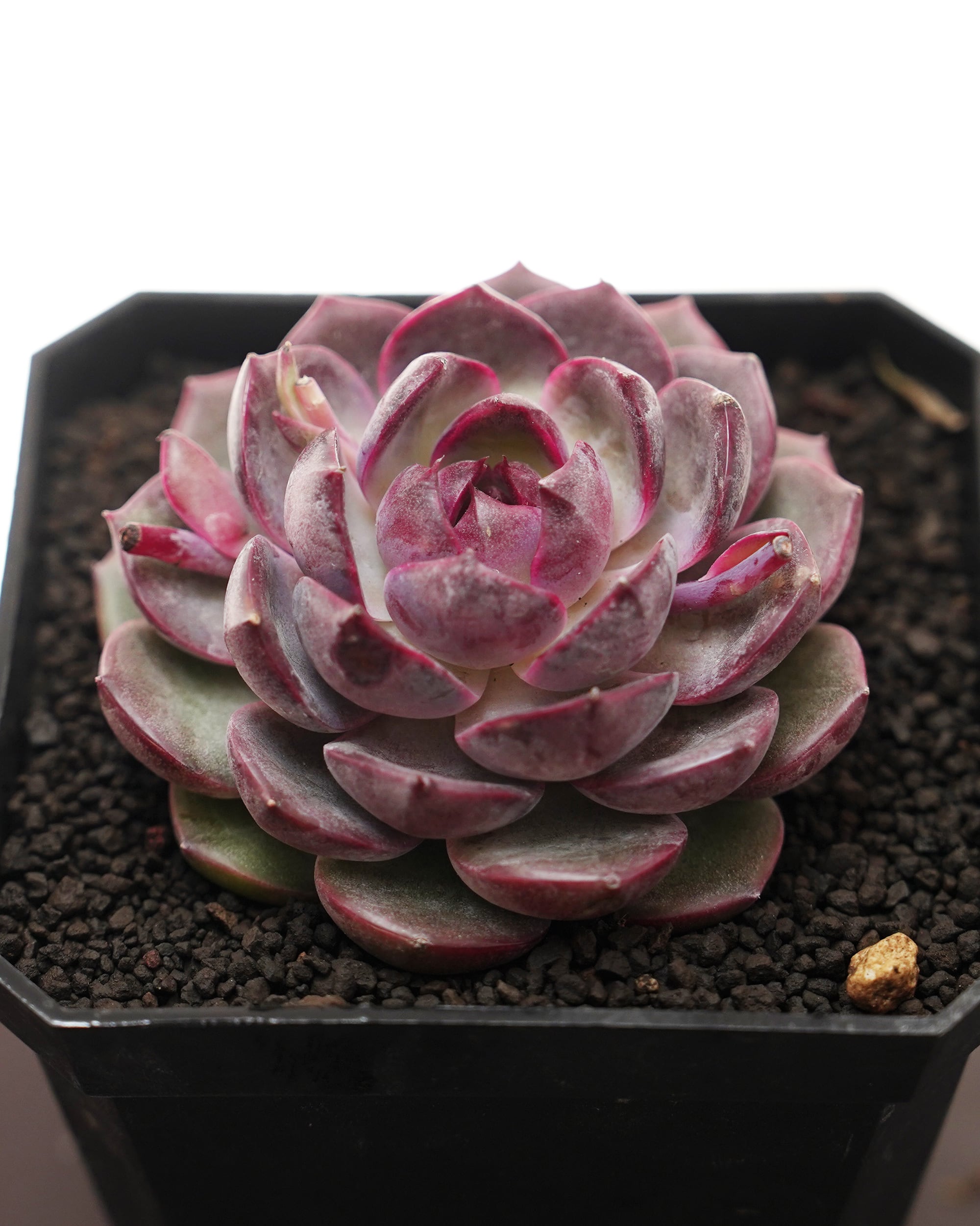 抜き苗 アエオニウム 魅金ローズ錦 Aeonium 'Charm Golden Rose