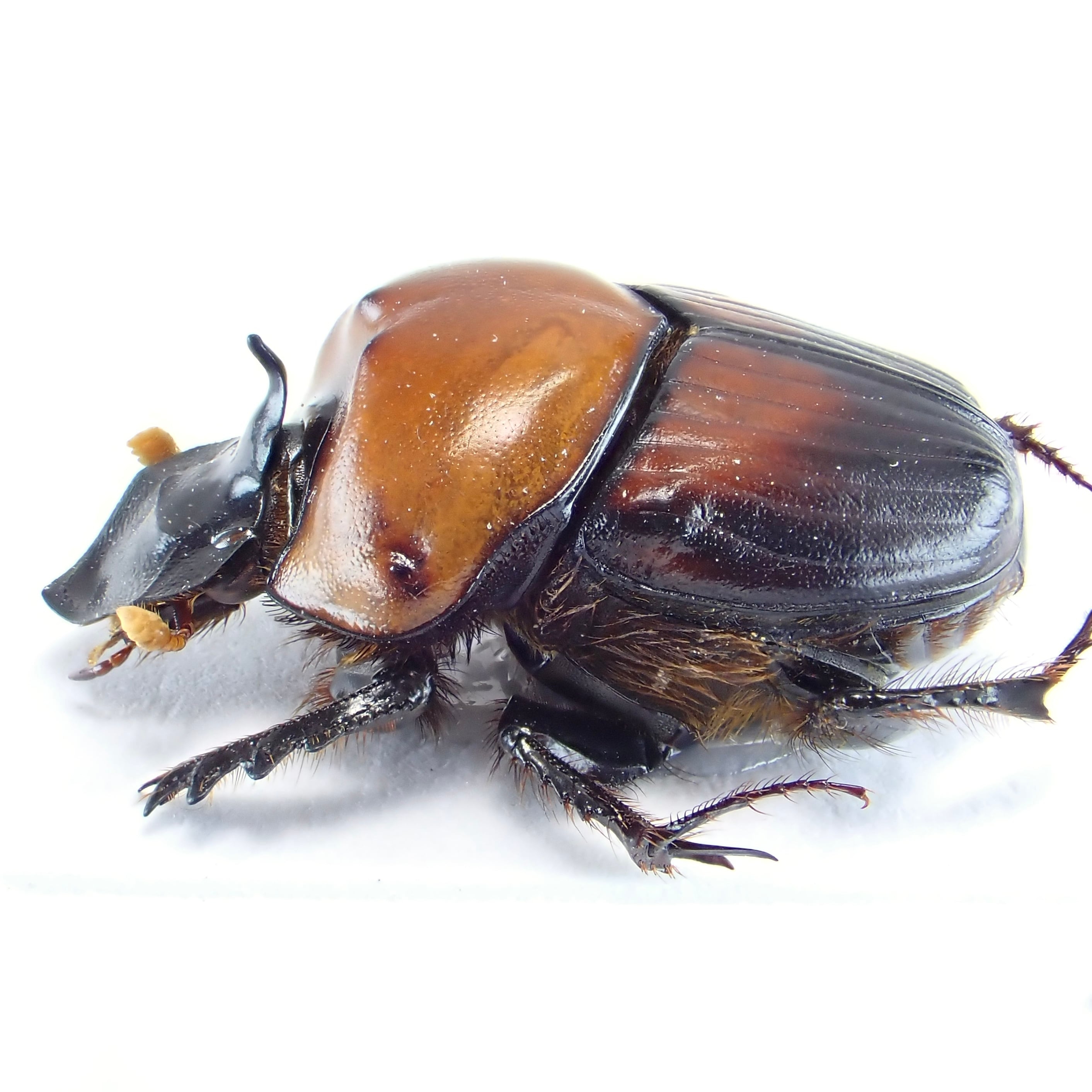 ベトナム産 Onthophagus rubricollis ♂ 17mm | 昆虫標本 Diggers
