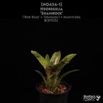 【送料無料】Neoregelia 'Shamrock'〔ネオレゲリア〕現品発送N0434-1