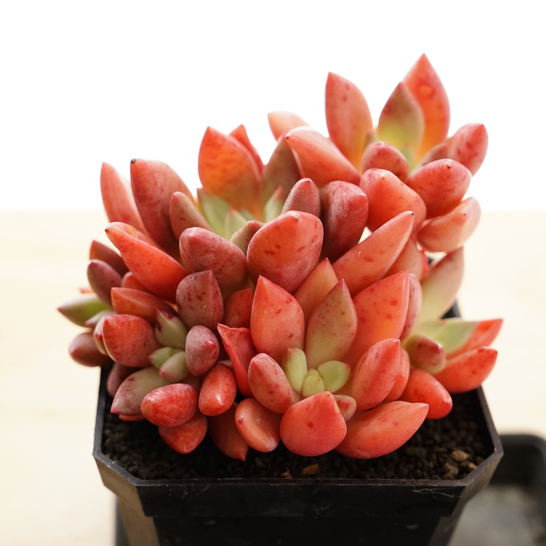 選べる抜き苗 桃源 単頭 Echeveria  