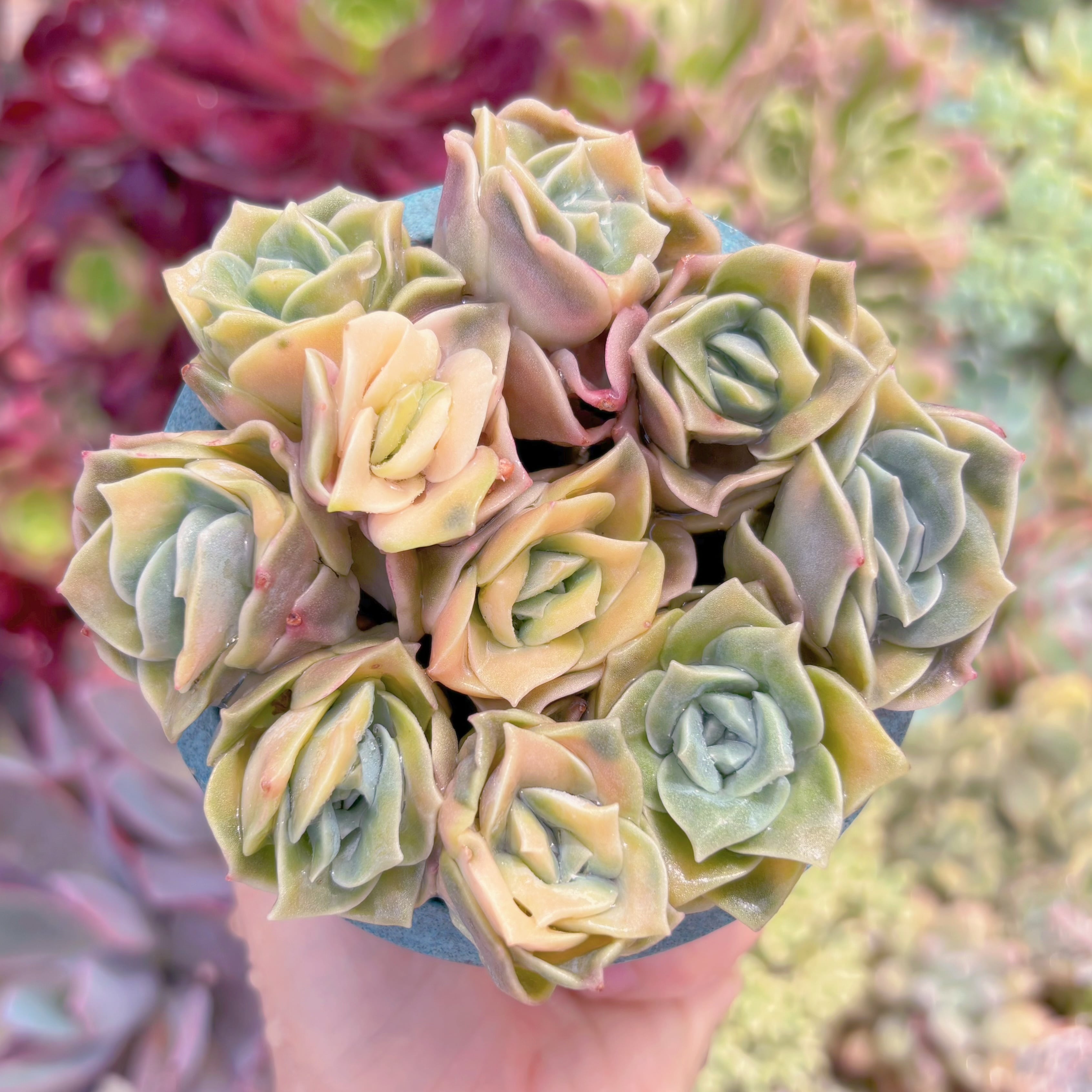 現品　ラブリーローズ錦#C19　るる農園