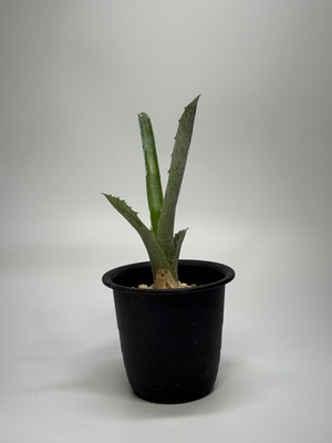 Hohenbergia sp. Brazil No.002