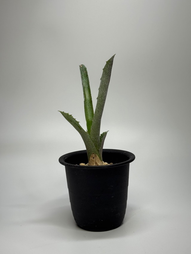 Hohenbergia sp. Brazil No.002