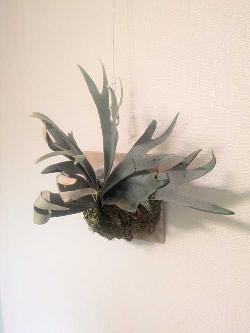 P. 'White hawk' × P.'veitchii'(from comolebi plants)