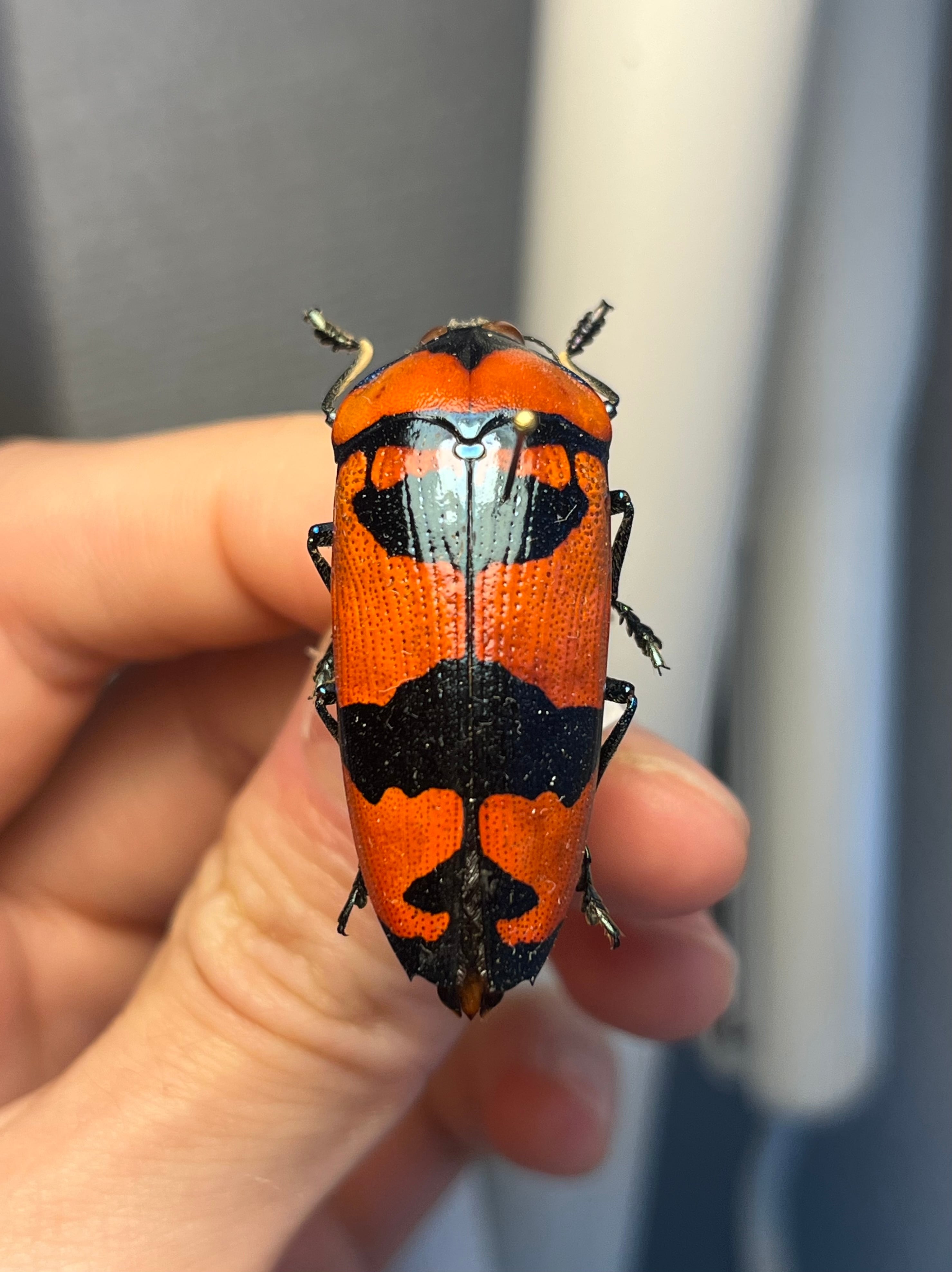 34mm】ニジイロフトタマムシ トップ フトタマムシ スハンダエ プラチナ