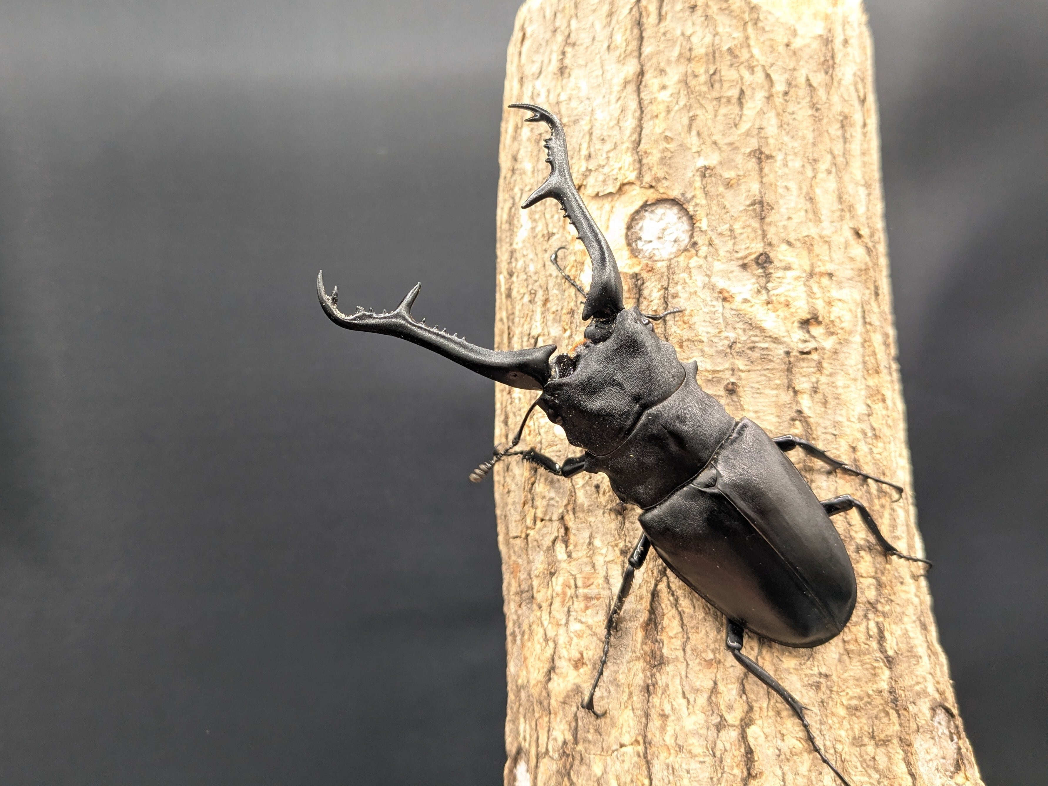 ギラファノコギリ 亜種ケイスケ ♂104mm♀35mmペア