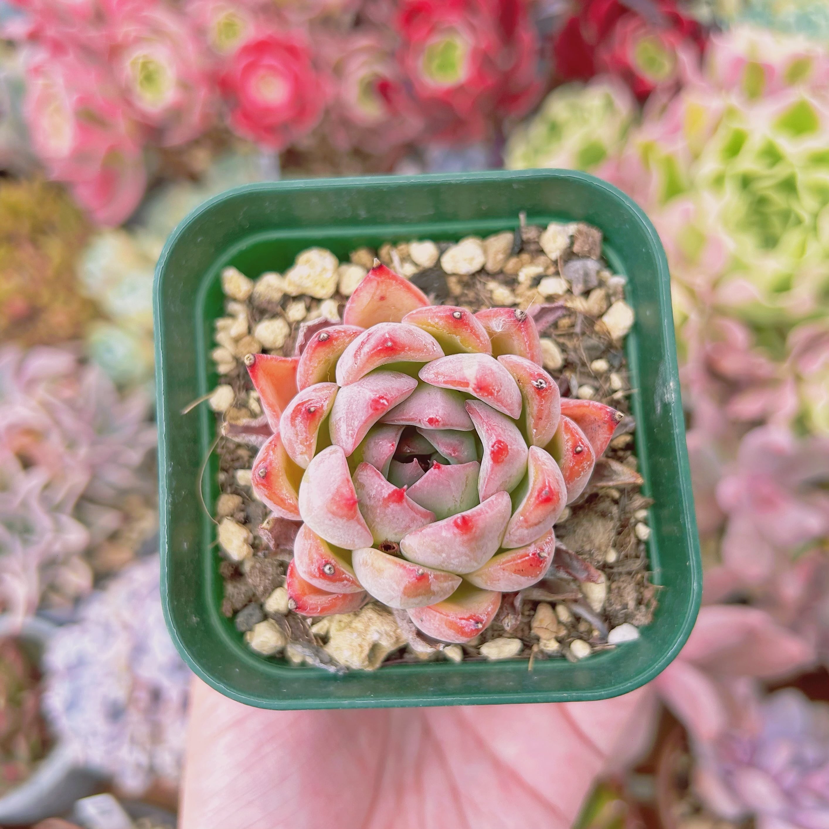 607現物 多肉植物 レッドリリー 抜き苗 | Pay ID
