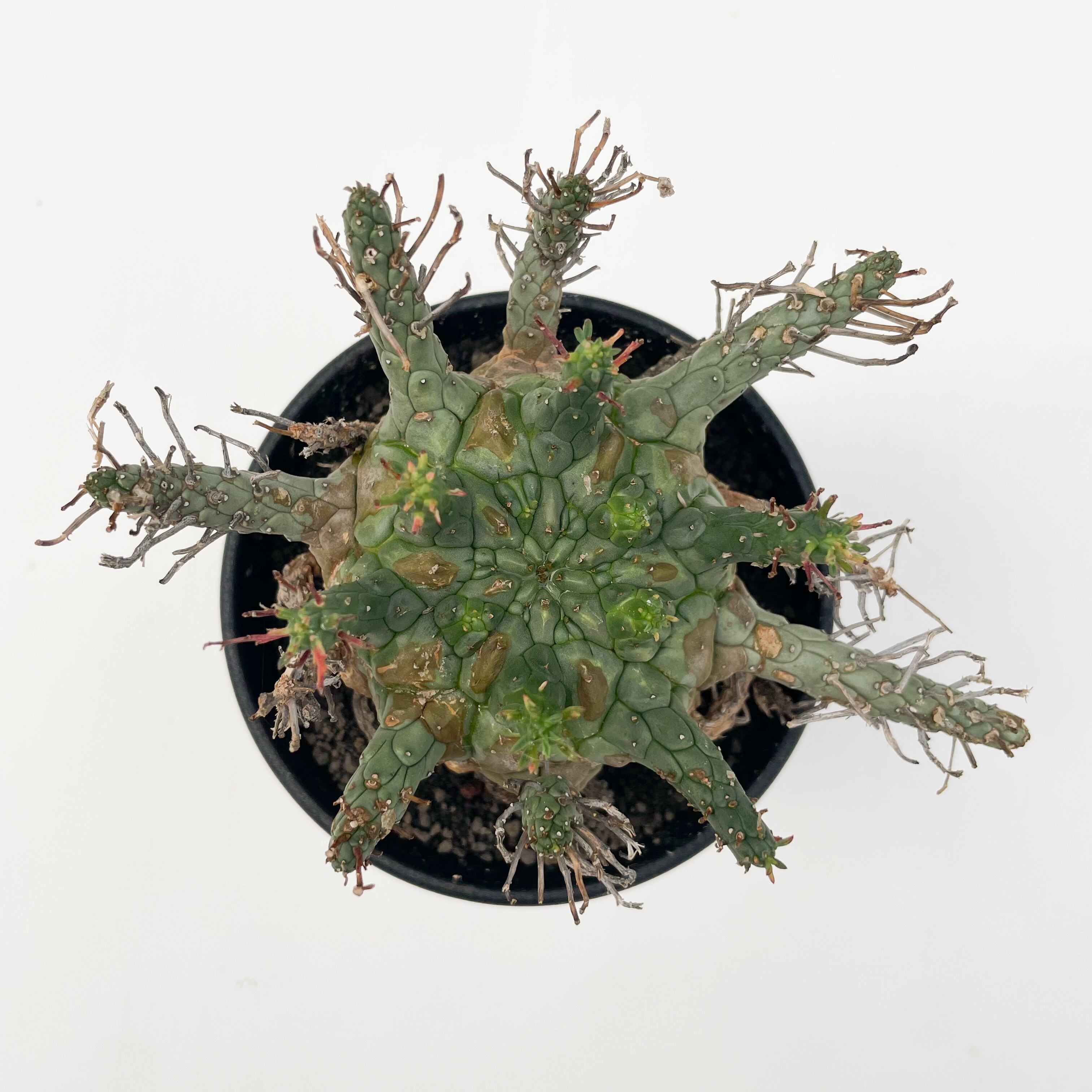 Euphorbia Decepta【ユーフォルビア・デセプタ】 | RIMO'S GREEN