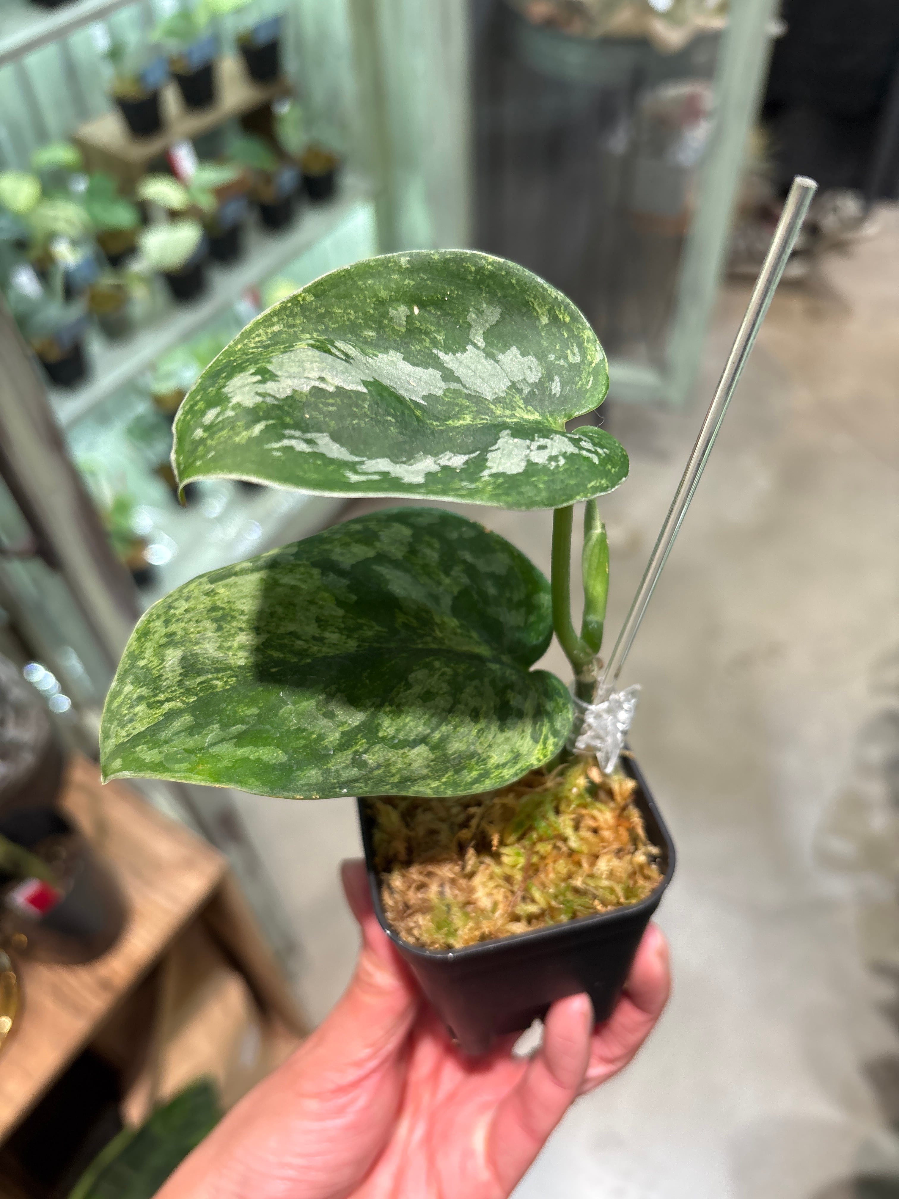 B フィロデンドロン キャラメルマーブル ファイヤータイガー