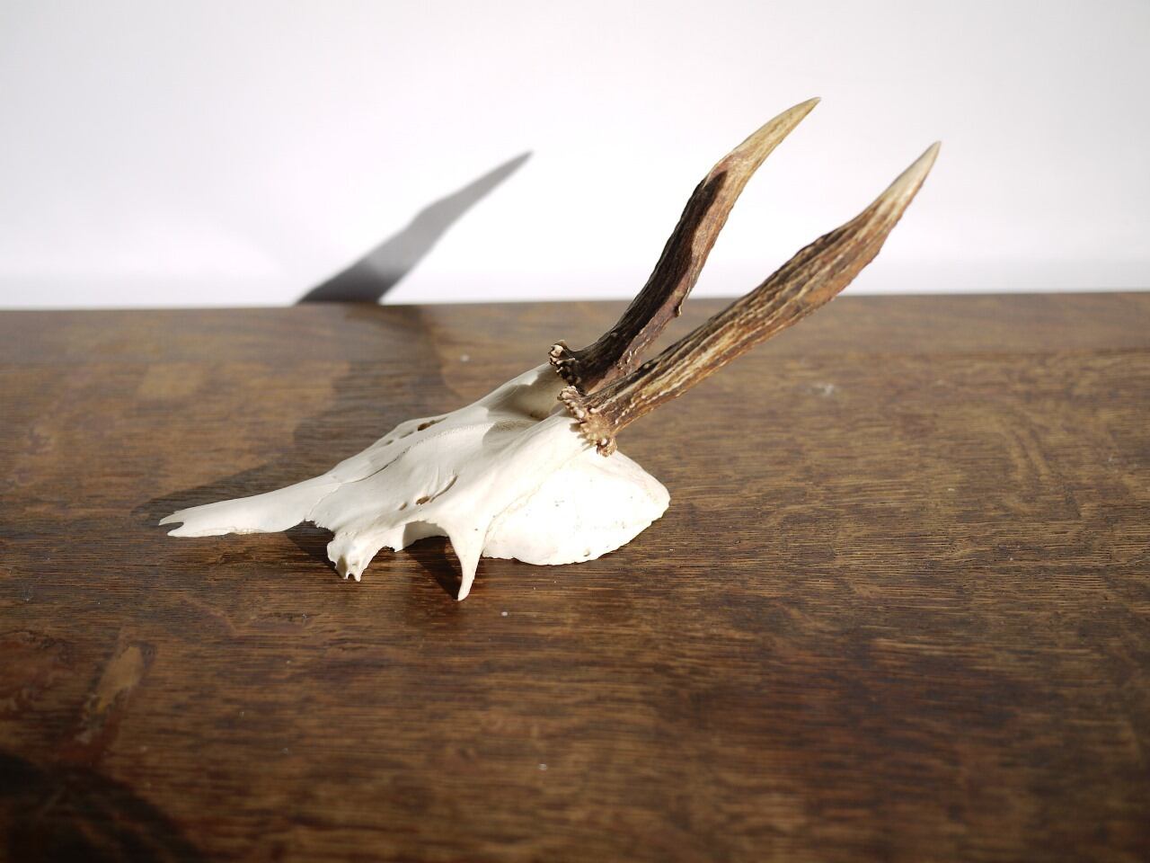 鹿の角 ハンティングトロフィー