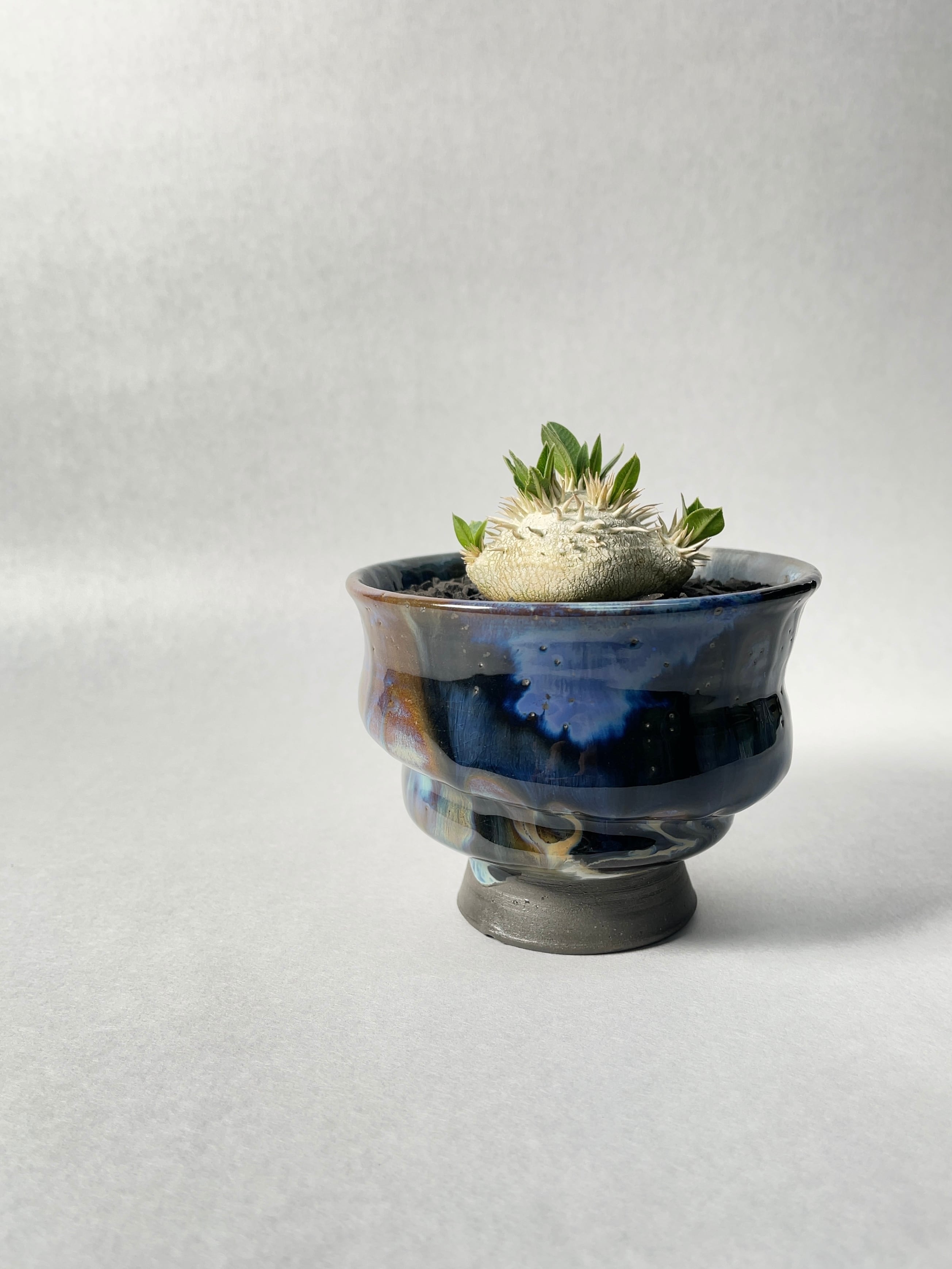 パキポディウム　恵比寿笑い　陶器鉢 園芸ネット本店｜パキポディウム・ブレビカウレ（恵比寿笑い）4号陶器