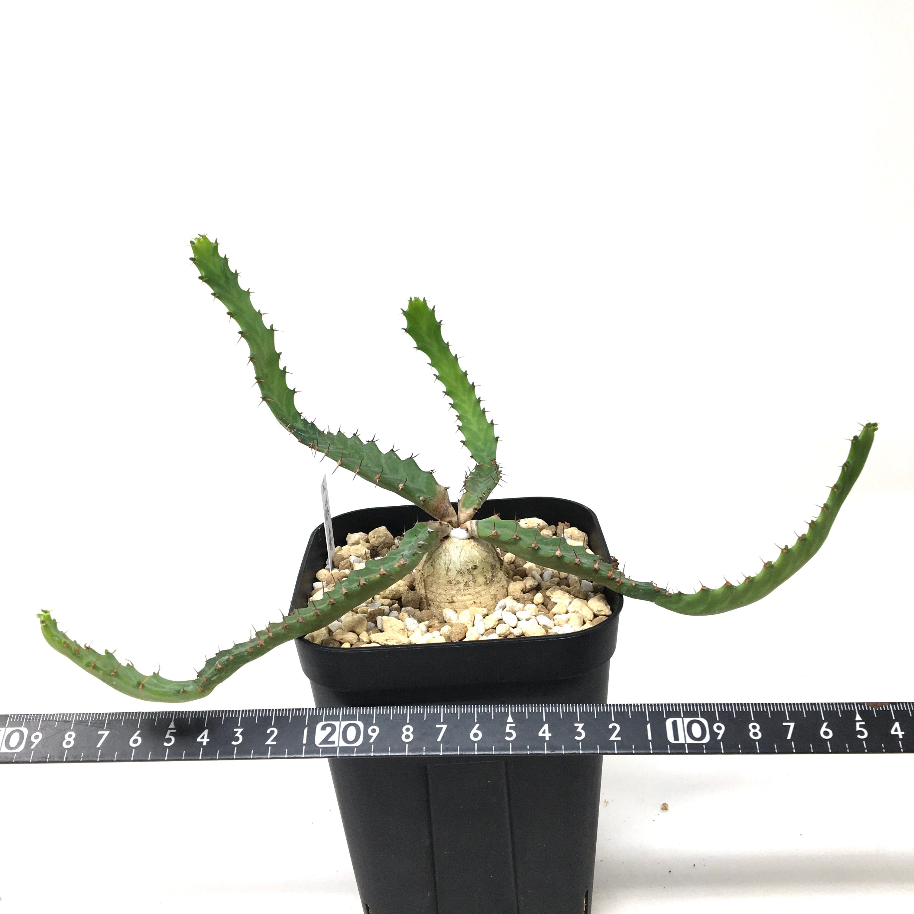 ユーフォルビア ステラータ 飛竜【34】 | PROTOLEAF プロトリーフ