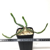 ユーフォルビア　ステラータ　飛竜【34】