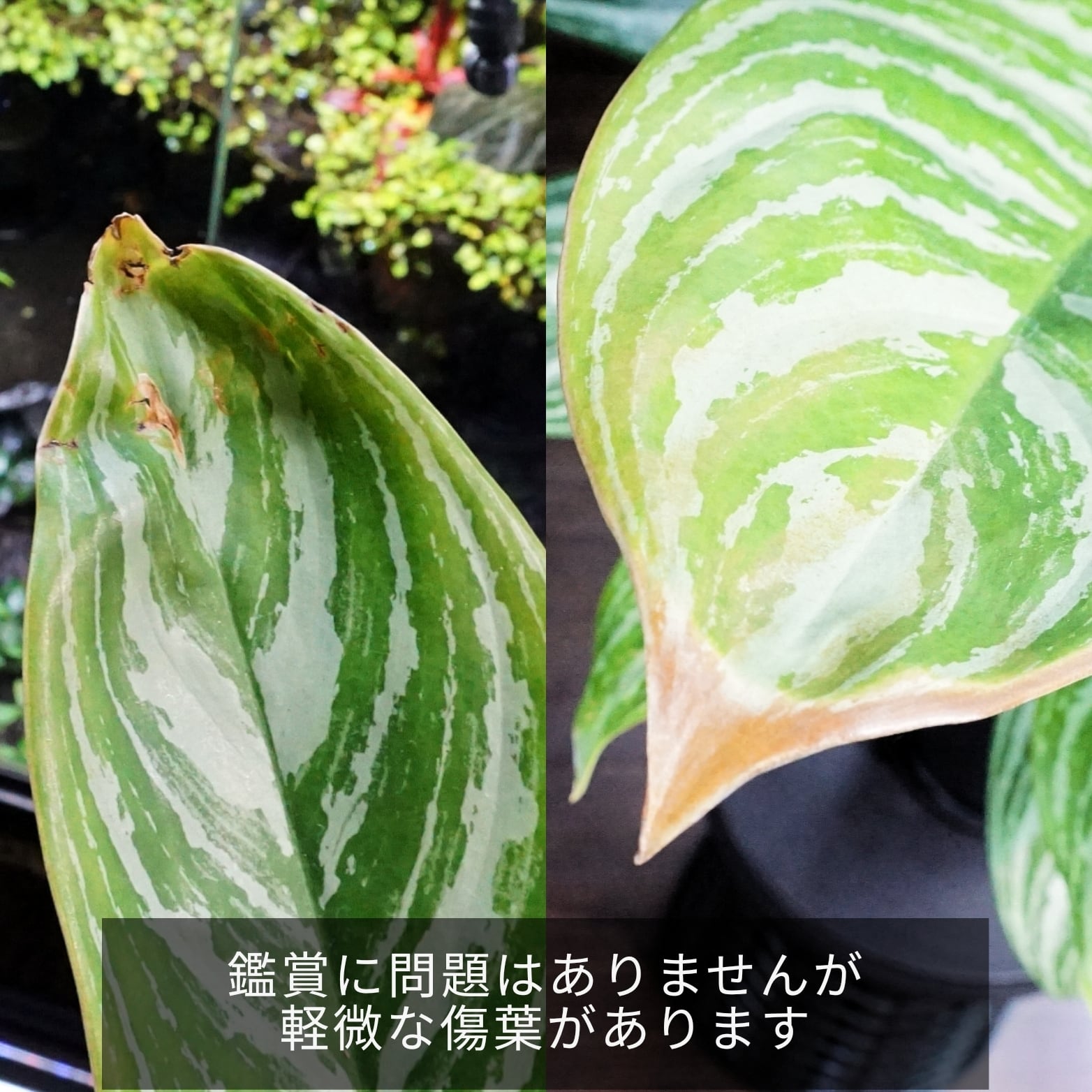 特選親株 子株3本 アグラオネマ カーティシー Aglaonema Nitidum Curtisii ブルーゲッコーラボ Bluegeckolab 特選親株 子株3本 アグラオネマ カーティシー Aglaonema Nitidum Curtisii ブルーゲッコーラボ Bluegeckolab