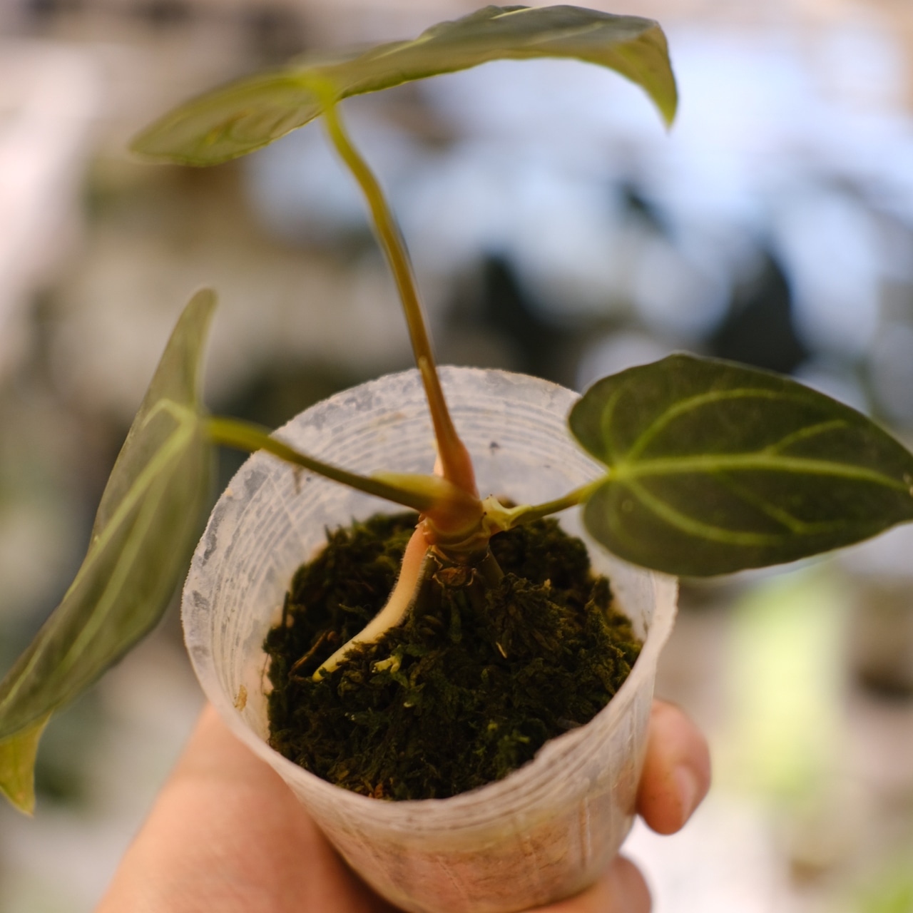 アンスリウム・レガレ / Anthurium Regale⑱│観葉植物