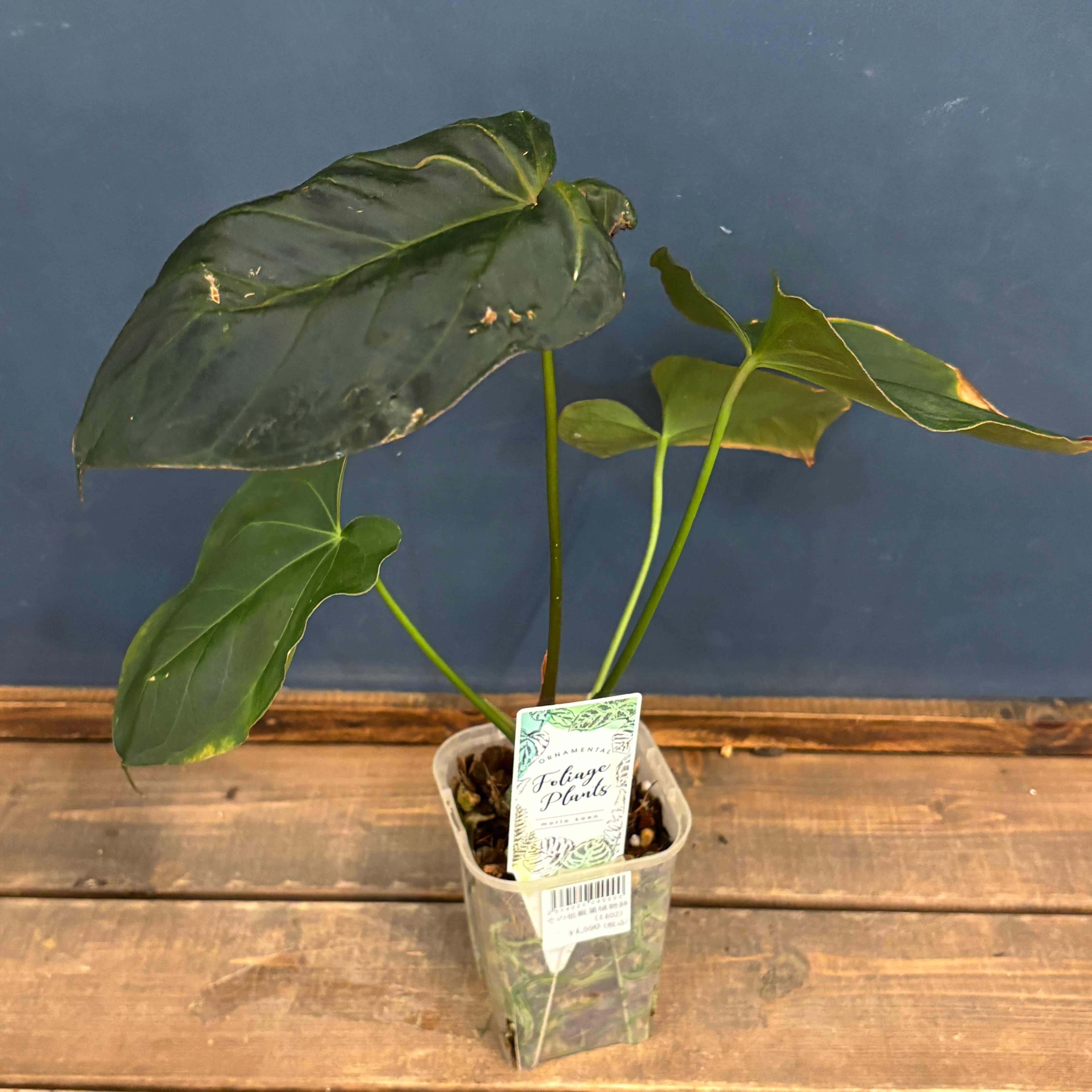 レアプランツ | PROTOLEAF プロトリーフ