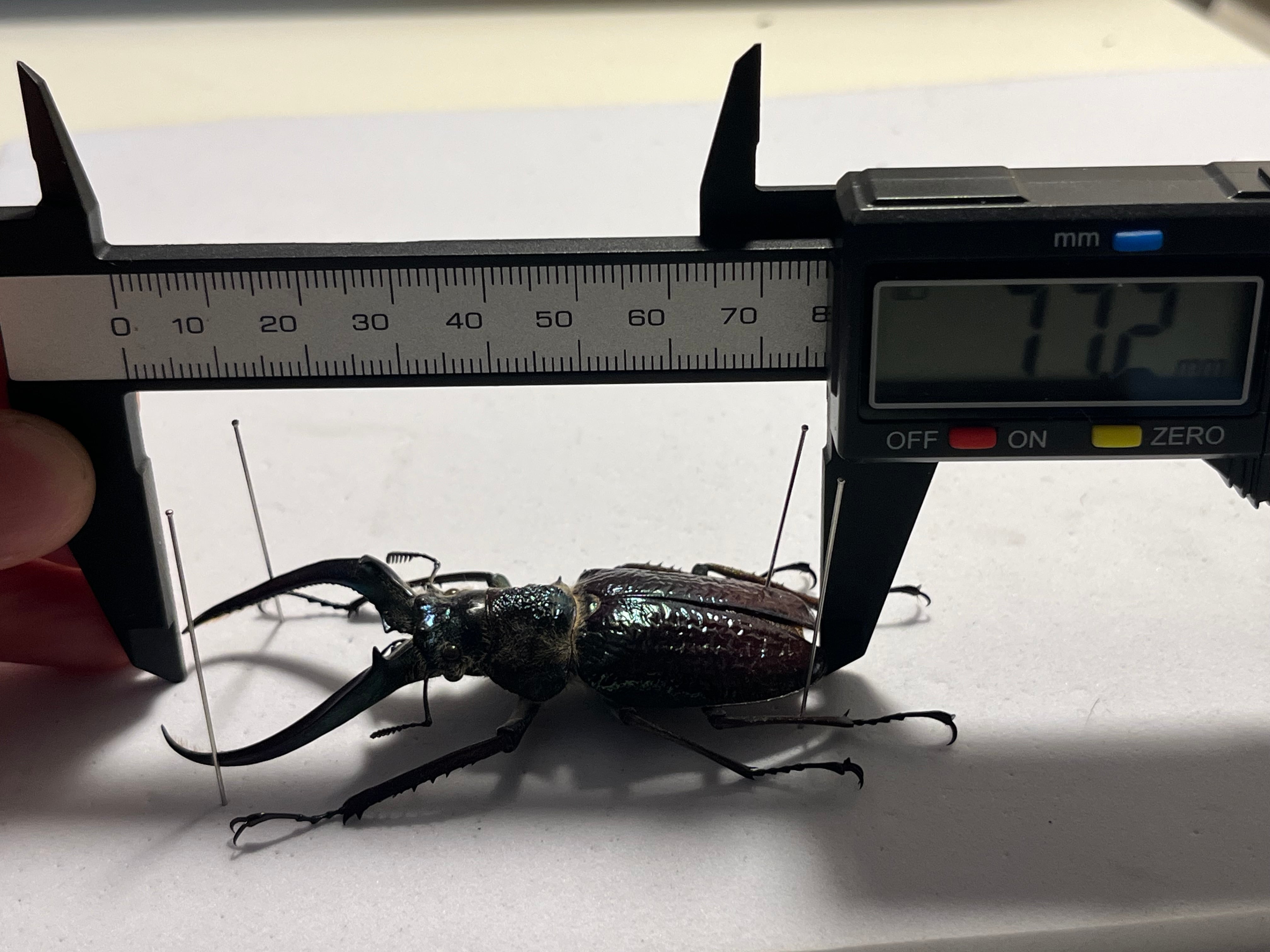 顎MAZIORA】ギガンテウスシワバネクワガタ 昆虫標本 ニジイロクワガタ