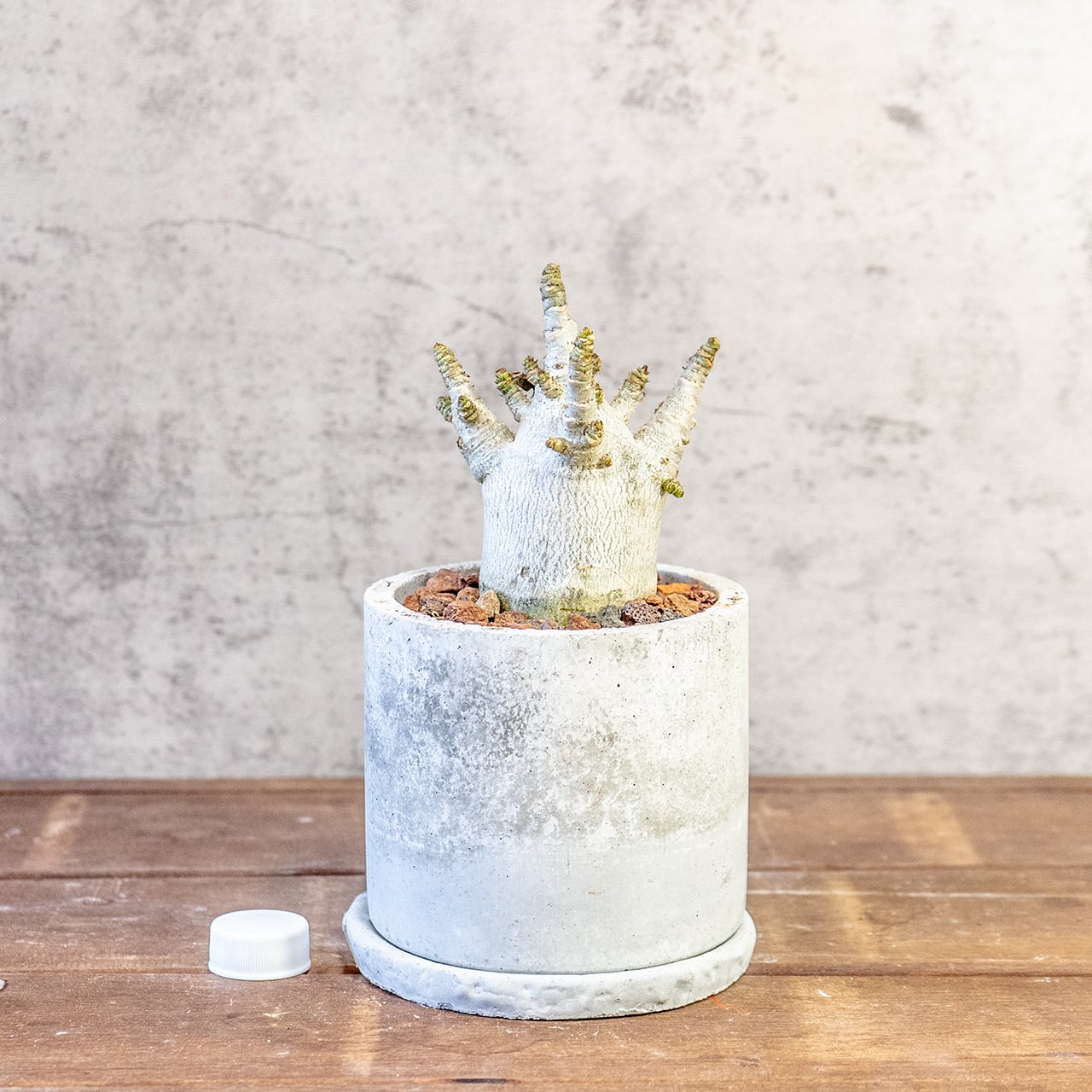 【どっしりとした、低重心の塊根美】アデニウム・アラビカム。一株ごとの厳選仕入れで見つけた、まさに唯一無二の「飾れる芸術品」｜虫発生抑制（全国一律送料850円）