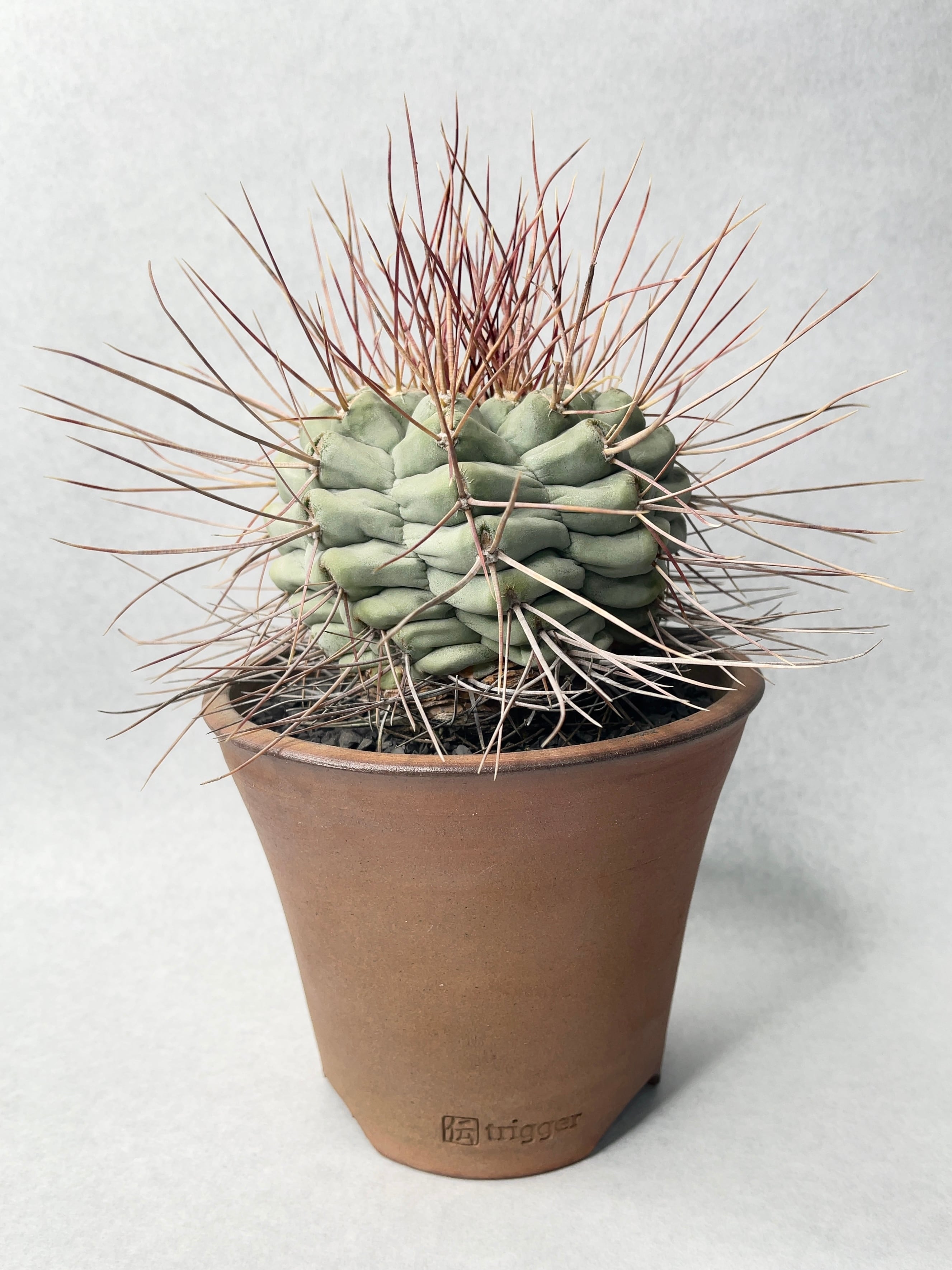 鶴巣丸 実生 サボテン テロカクタス 公式通販 - nidulans Thelocactus
