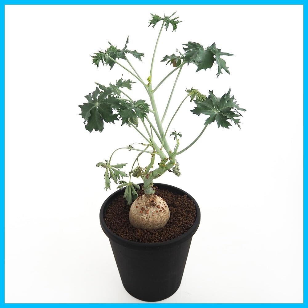 P. veitchii AR #1 (pup) Select 【artPLANTs】 ビカクシダ/コウモリ
