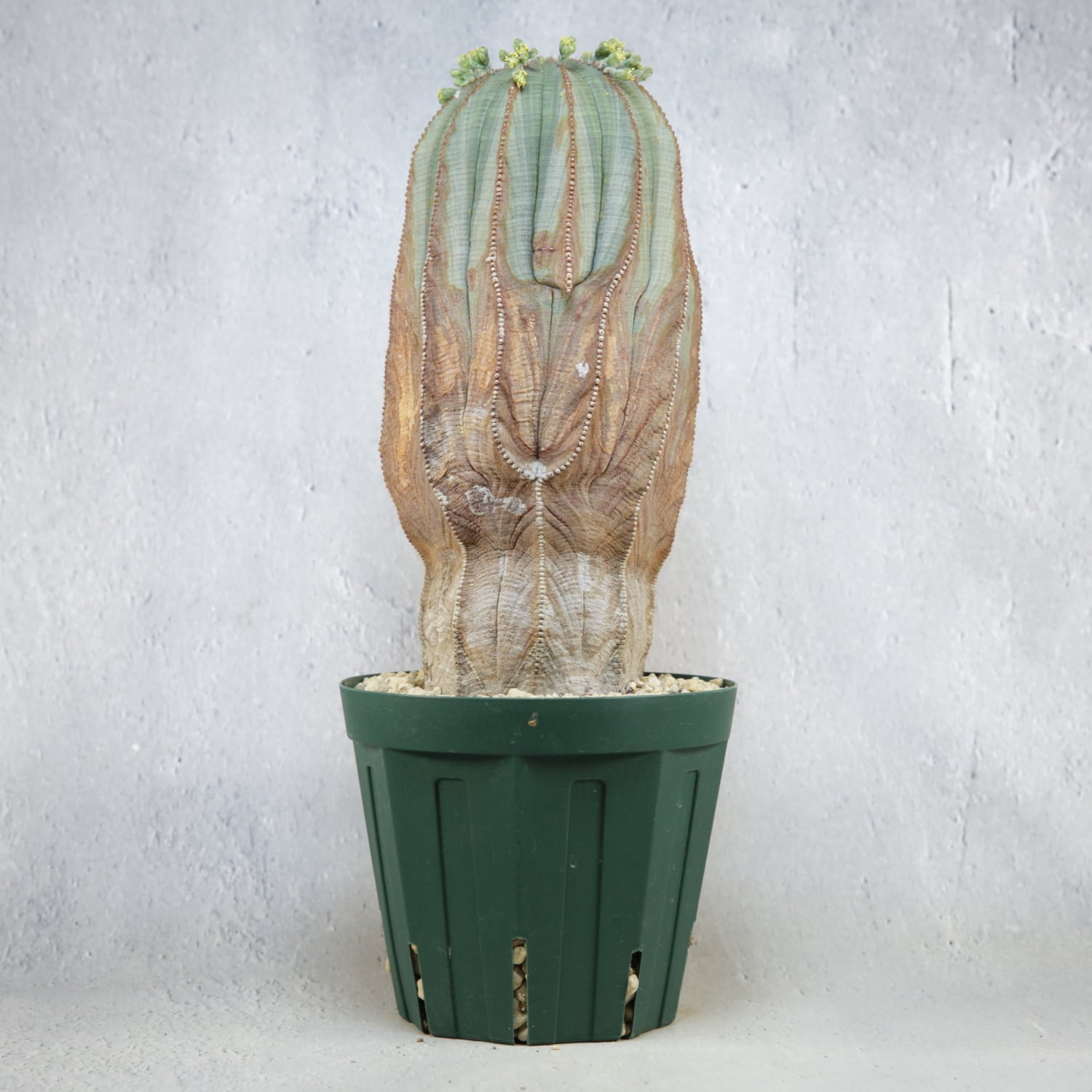 オス株【超厳選株】超大株 直径約9cm マウンテン ヴィンテージ オベサ