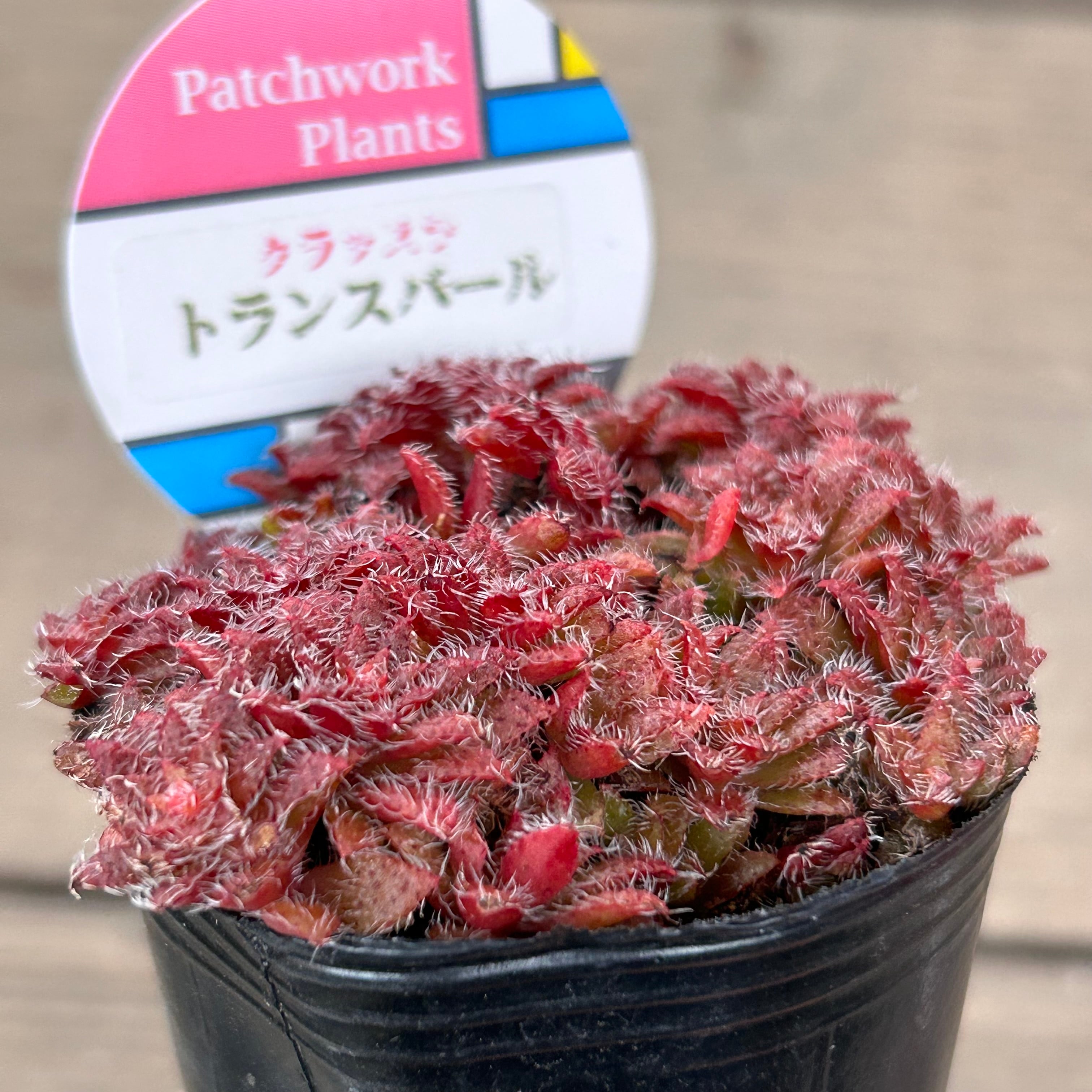 トランスバール | RuPo 多肉植物専門店